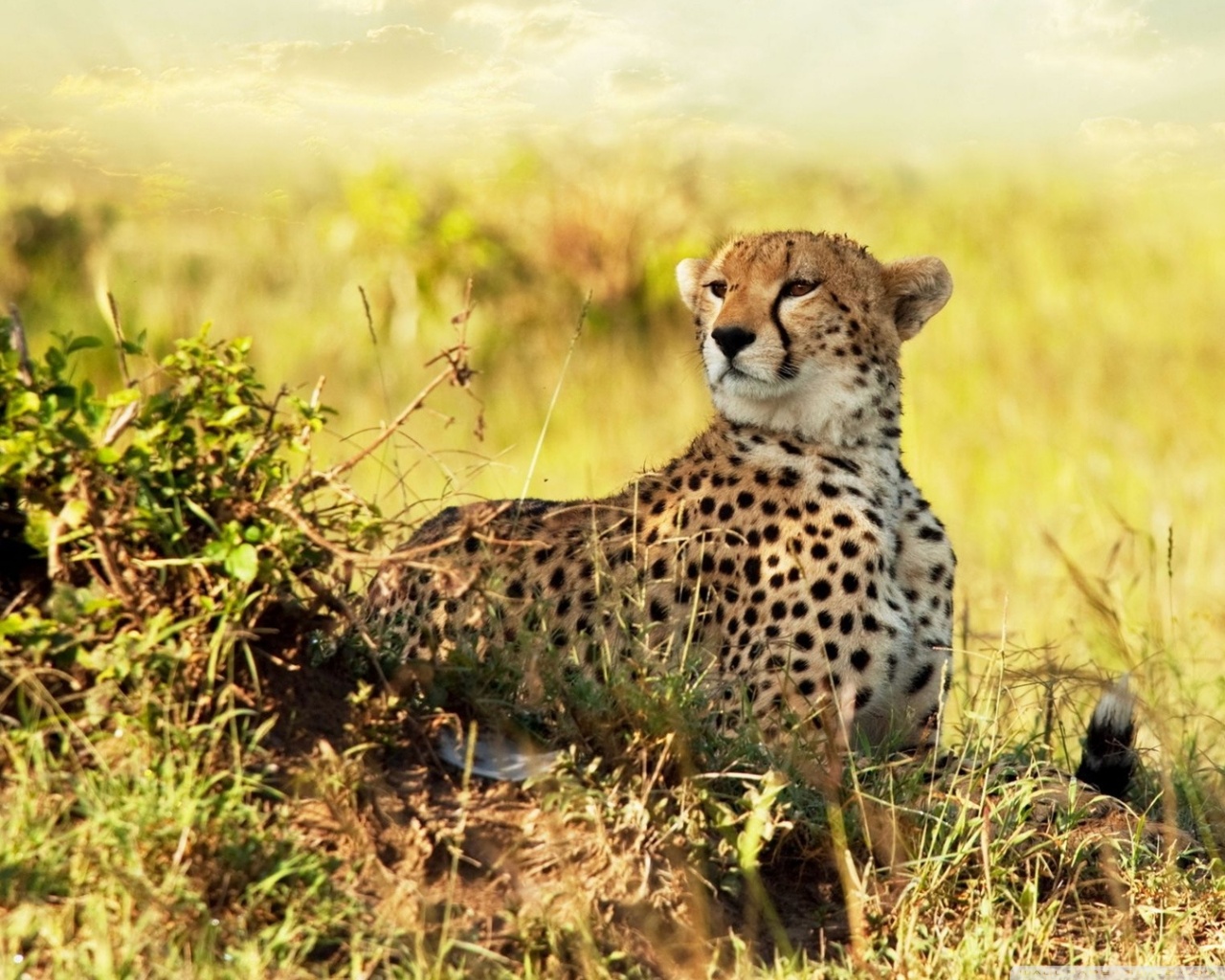 All About Animal Wildlife - Cheetah Wallpaper For Iphone , HD Wallpaper & Backgrounds