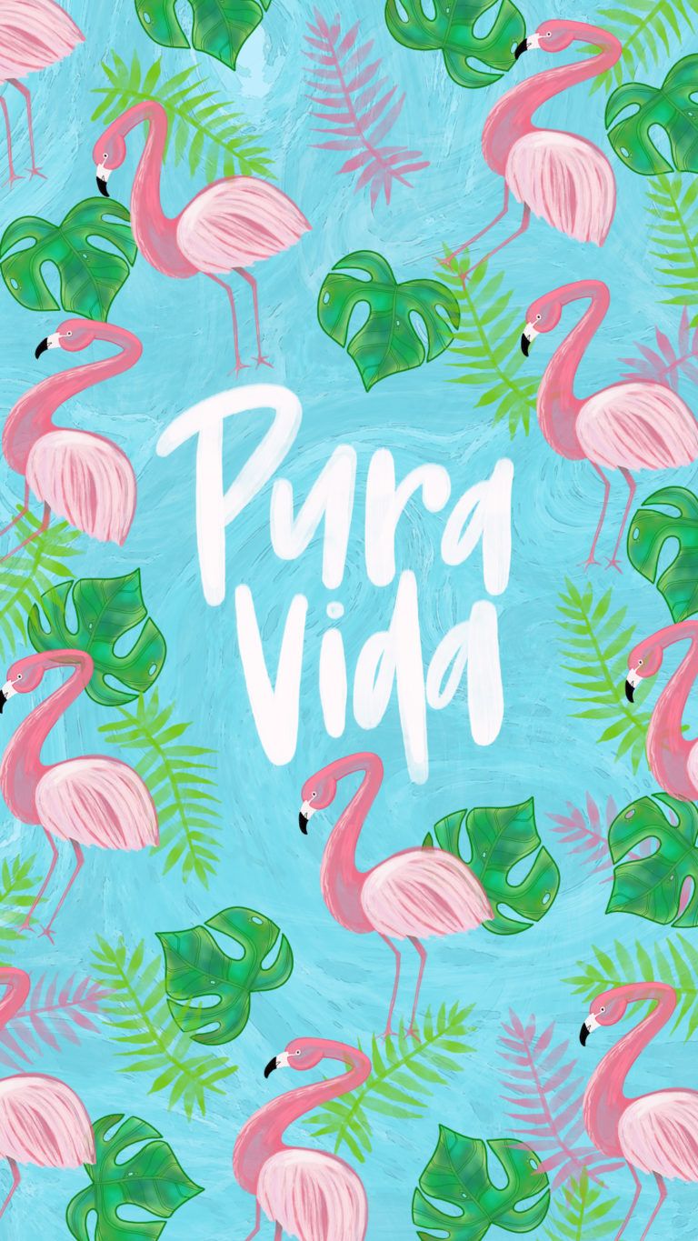 The Pura Vida Bracelets Blog - Greater Flamingo , HD Wallpaper & Backgrounds