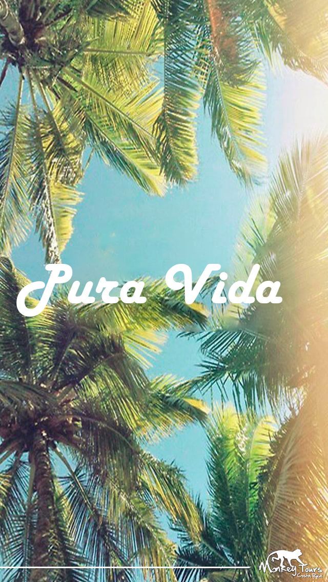 Pura - Palm Trees Iphone 6 , HD Wallpaper & Backgrounds
