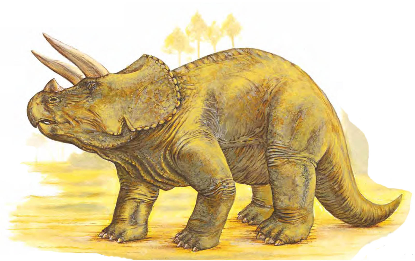 Triceratopsarmoured Dinosaurs Wallpaper Image - Triceratops Background , HD Wallpaper & Backgrounds