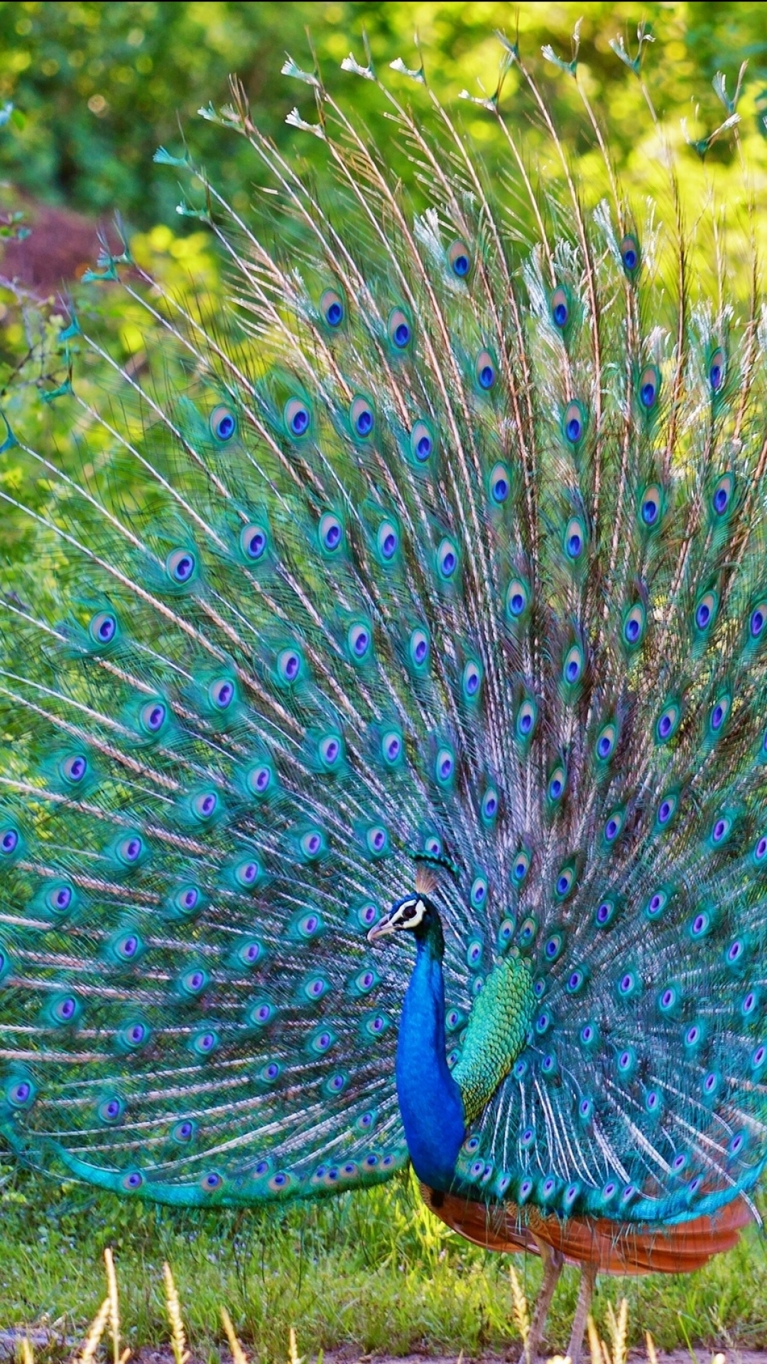 Animal / Peacock Mobile Wallpaper - Peacock Wallpaper For Mobile , HD Wallpaper & Backgrounds