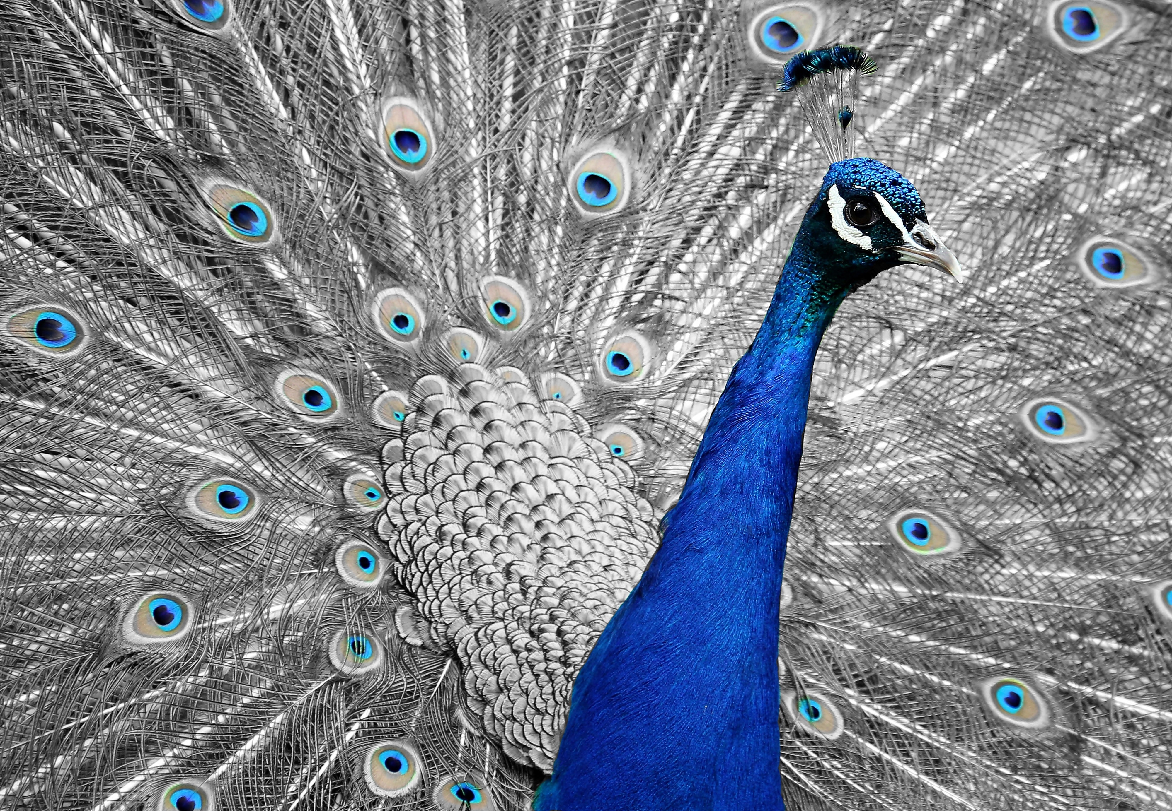 Similar Photos - Peacock Art Scenery , HD Wallpaper & Backgrounds
