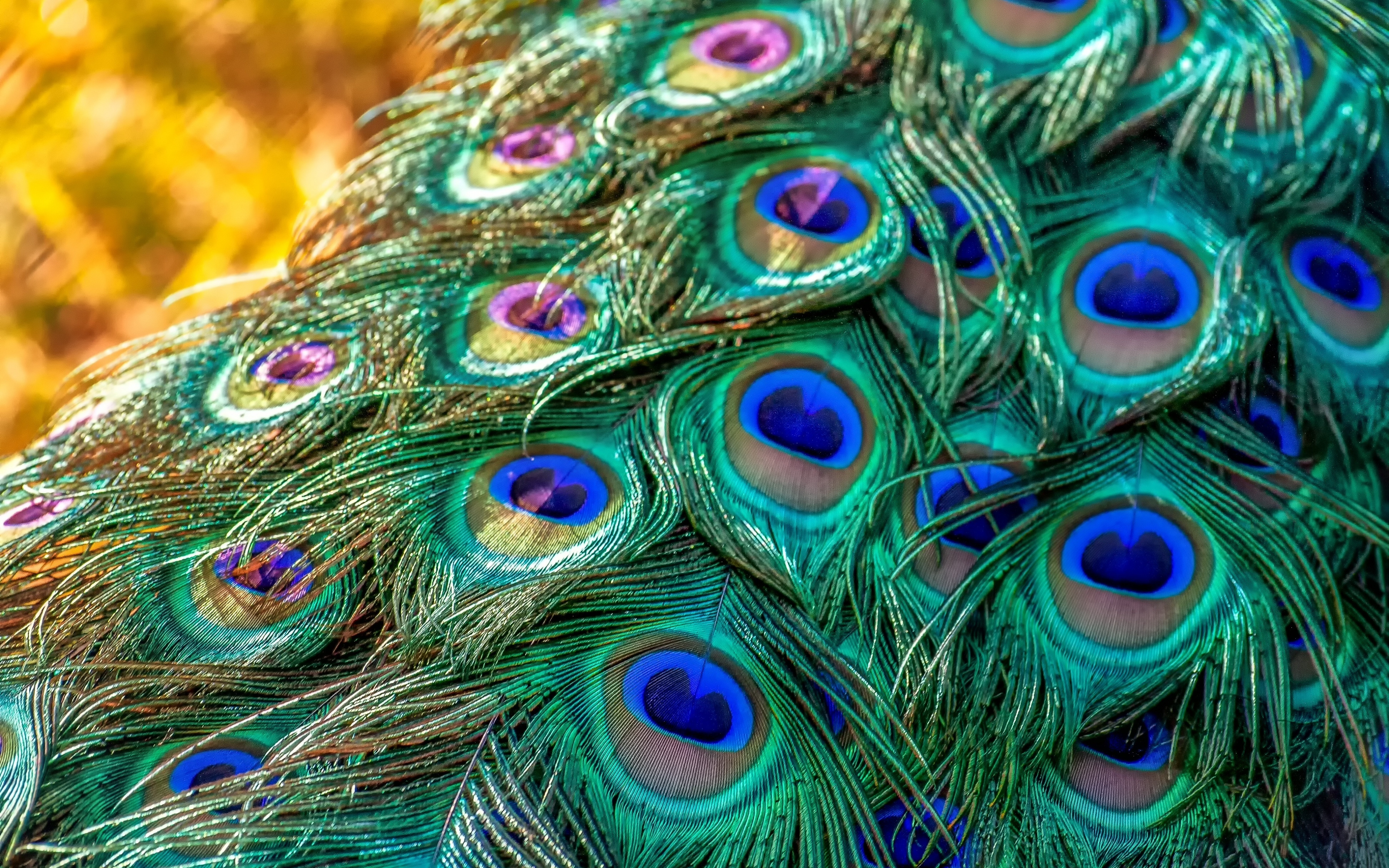 Plumage, Feathers, Bird, Peacock, Wallpaper - Iphone X Peacock , HD Wallpaper & Backgrounds
