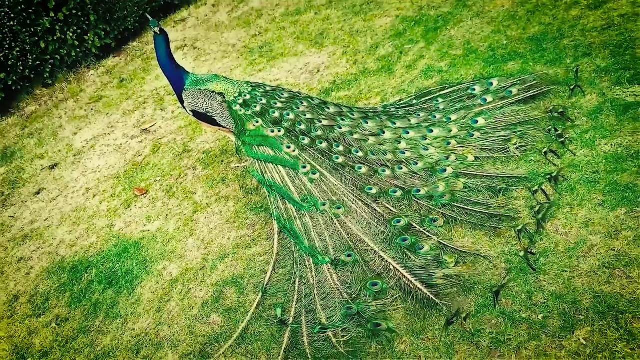 Beautiful Colorful Peacock Photo Hd - Peafowl , HD Wallpaper & Backgrounds