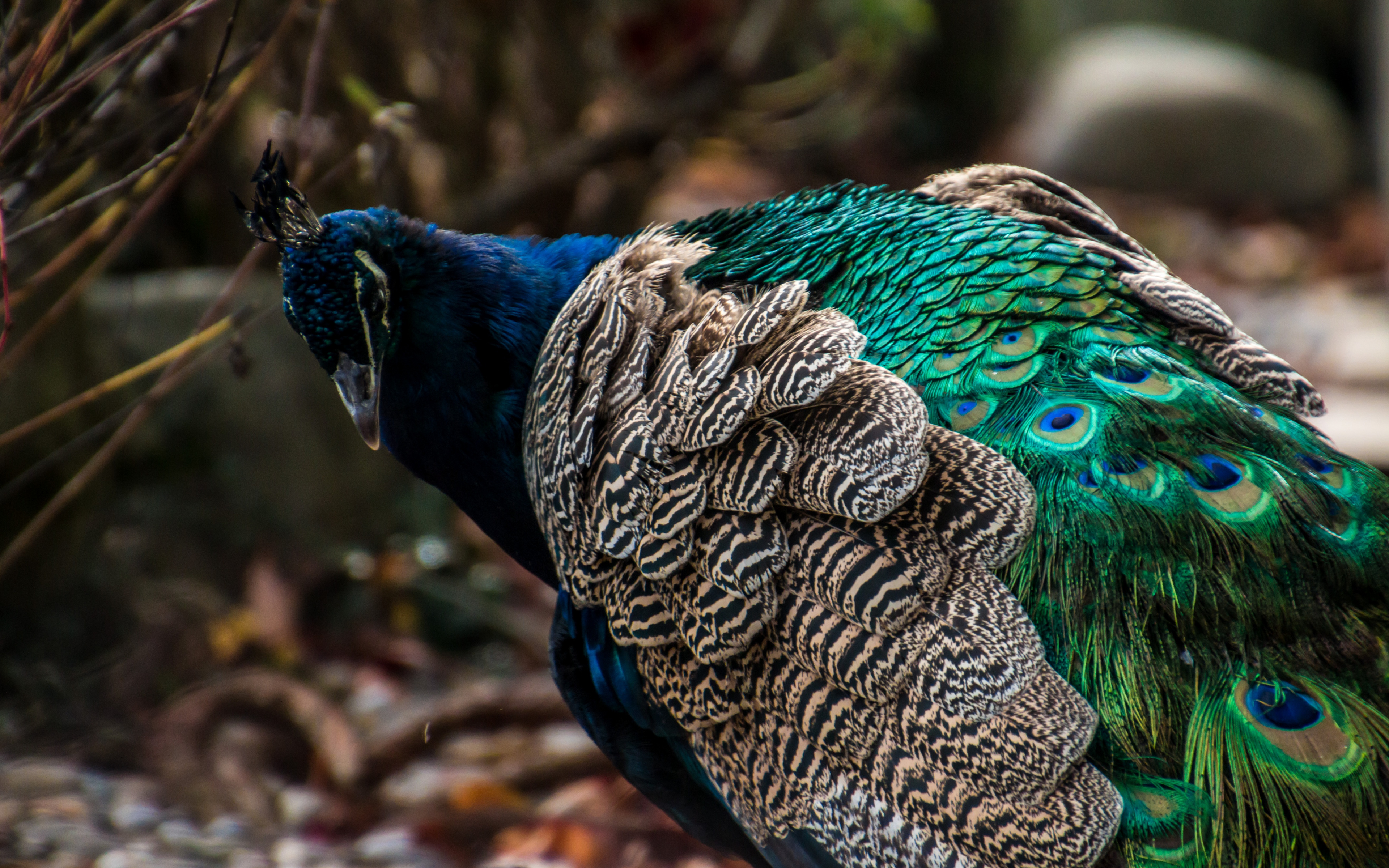 Wallpaper Peacock, Beautiful, Bird, Feathers, Plumage, - Peacock Images 4k Hd , HD Wallpaper & Backgrounds