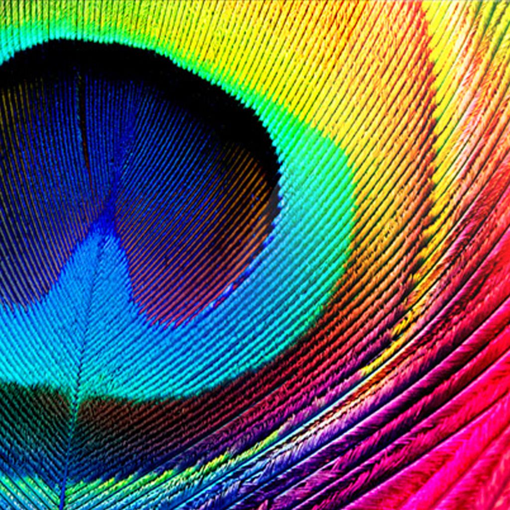 Peacock Feather Wallpaper For Mobile - Peacock Feather Wallpaper For Iphone , HD Wallpaper & Backgrounds