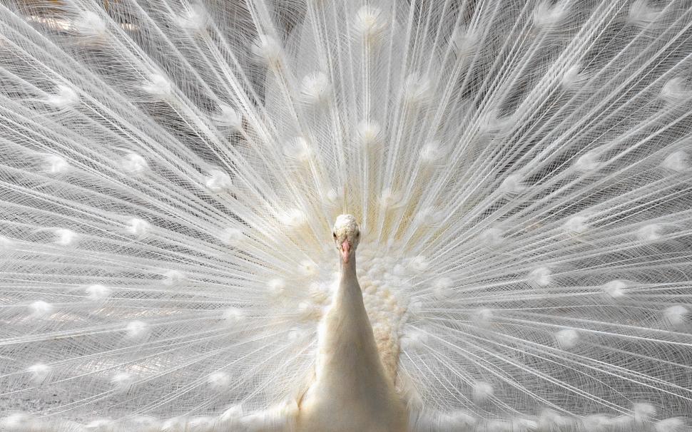 Bird Peacock Hd Wallpaper - White Birds , HD Wallpaper & Backgrounds