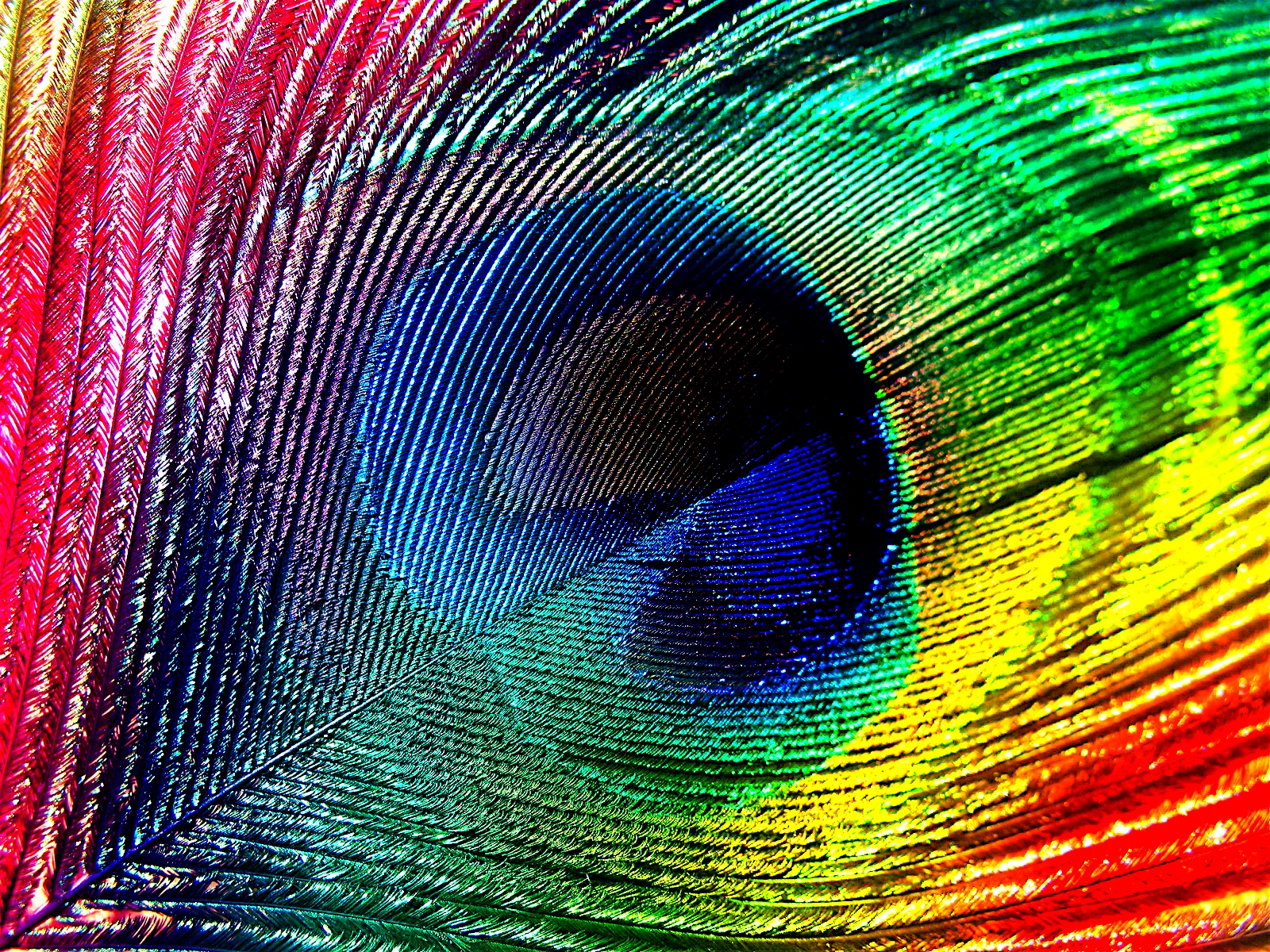 Feathers Rainbows Peacocks Wallpaper Art Hd Wallpaper - Colorful Peacock Feathers Png , HD Wallpaper & Backgrounds