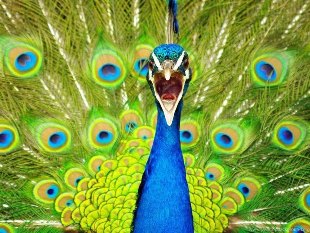 Top 28 Most Beautiful And Sweet Peacock Wallpapers - Imajenes De Pavo Real , HD Wallpaper & Backgrounds