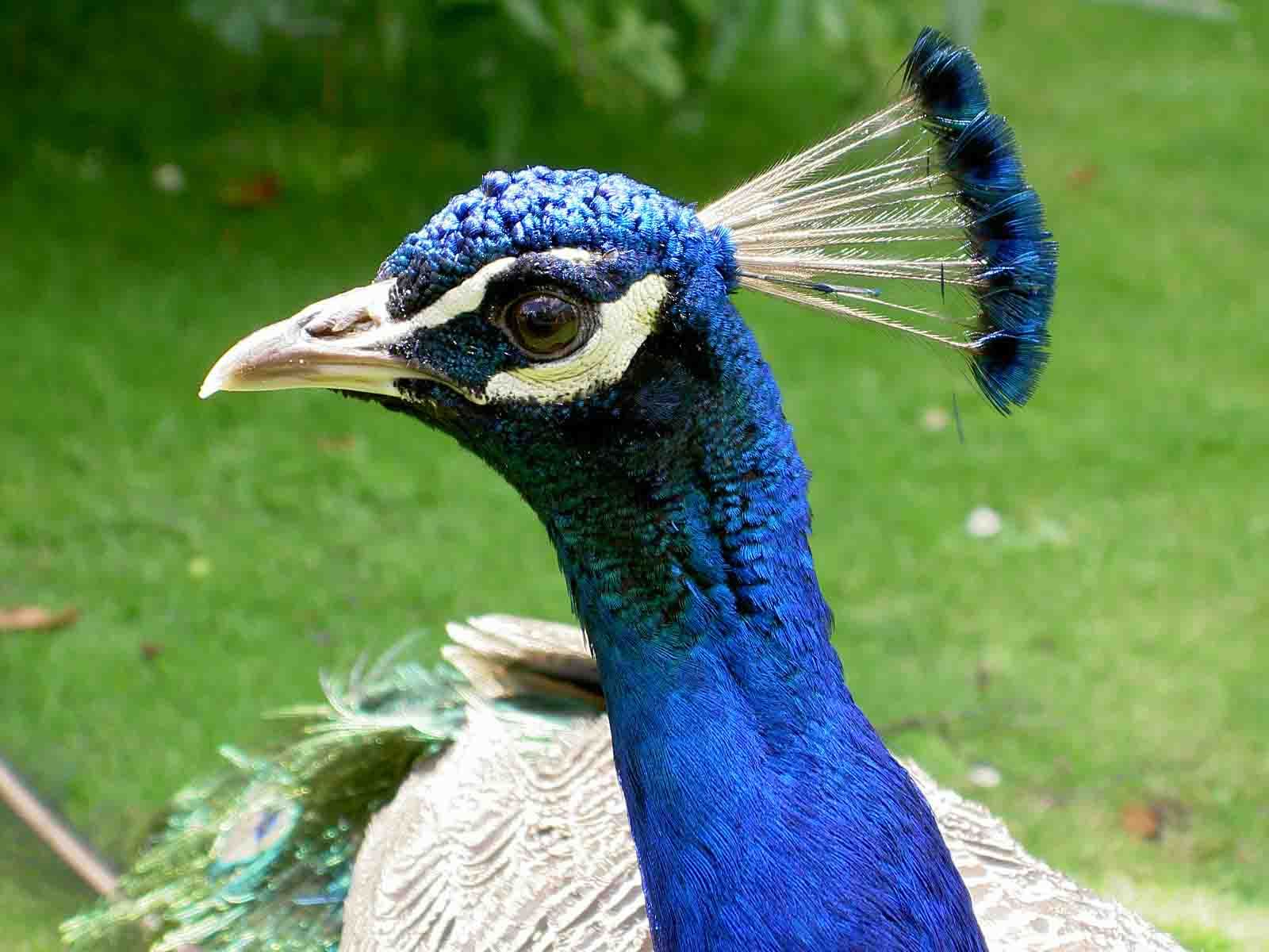 Peacock Hd Wallpapers Free Download - Peacock Head , HD Wallpaper & Backgrounds