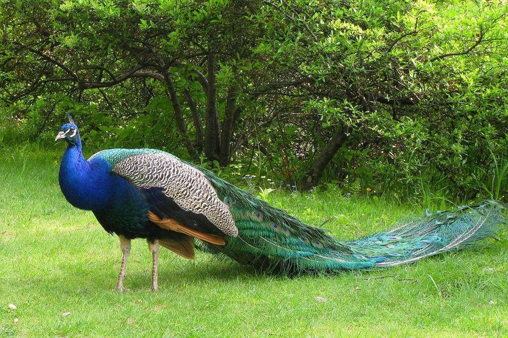 Awesome Colorful Peacock Photo - Peacock Has Ugly Feet , HD Wallpaper & Backgrounds