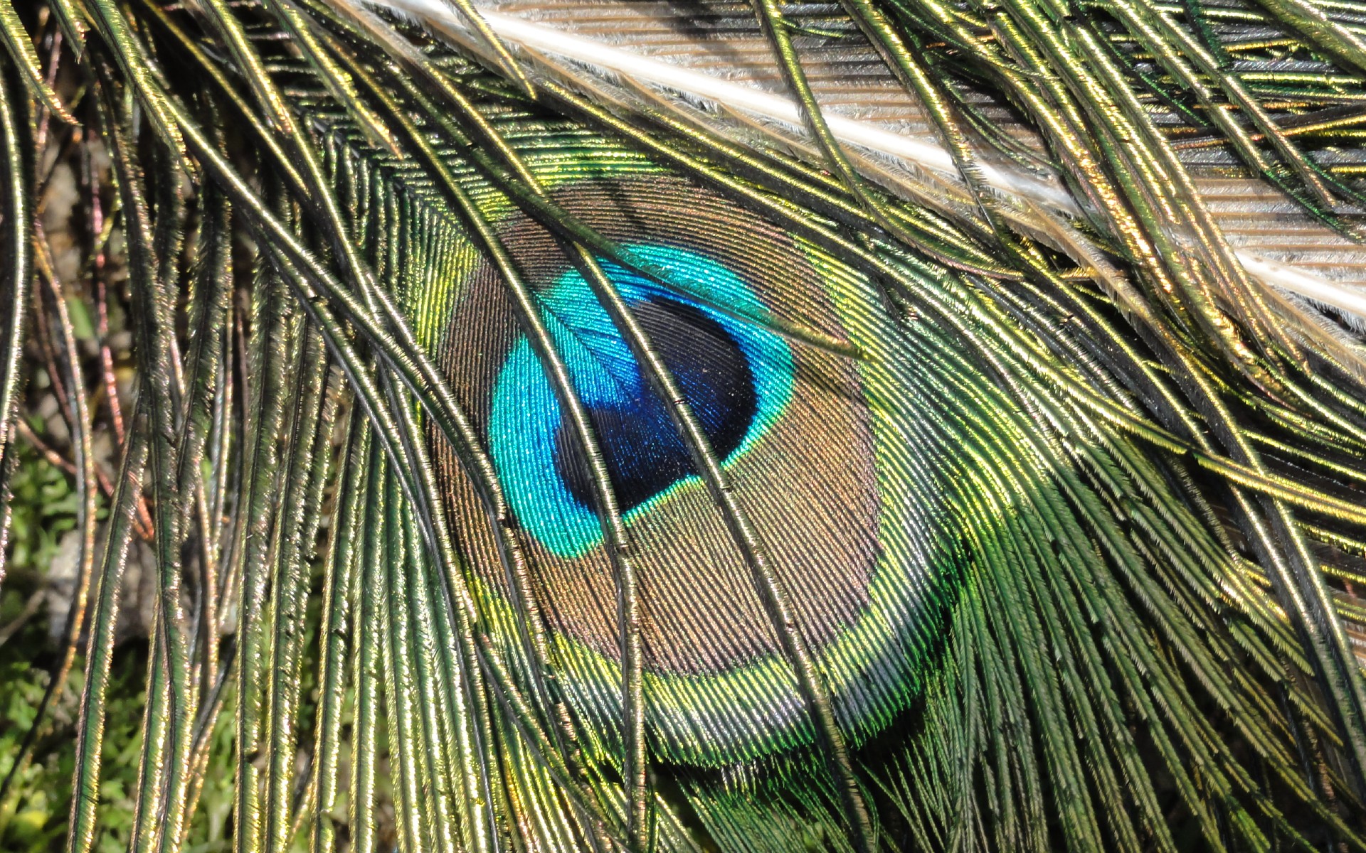 Tail Bird Beautiful Colors Peacock Eye Animal Avifauna - Wallpaper , HD Wallpaper & Backgrounds