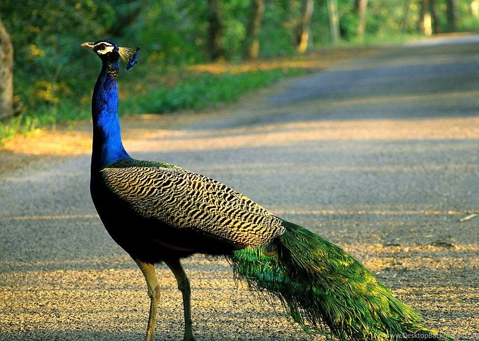Beautiful And Amazing Peacock Wallpapers For Desktopphotography - National Bird Of India , HD Wallpaper & Backgrounds
