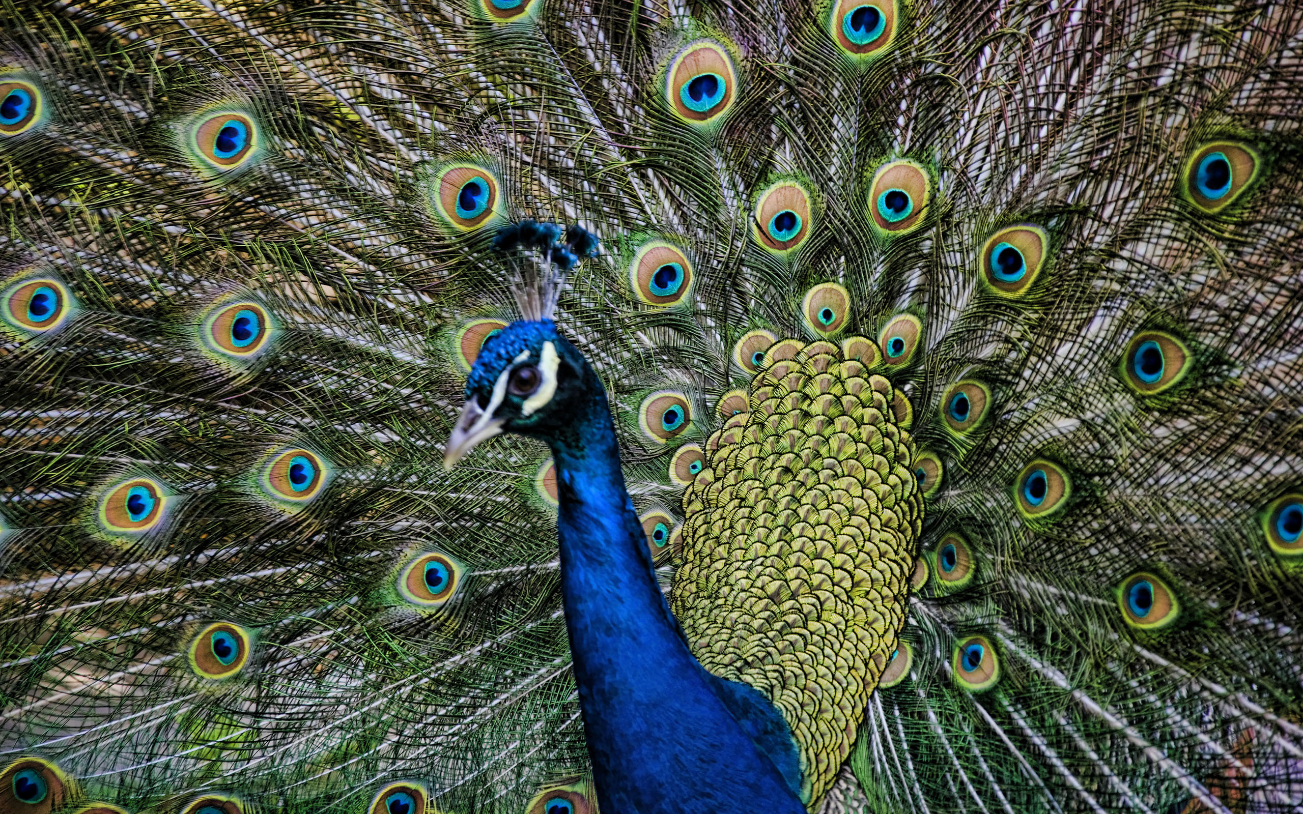 Peacock Feathers Hd Wallpaper - Peafowl , HD Wallpaper & Backgrounds