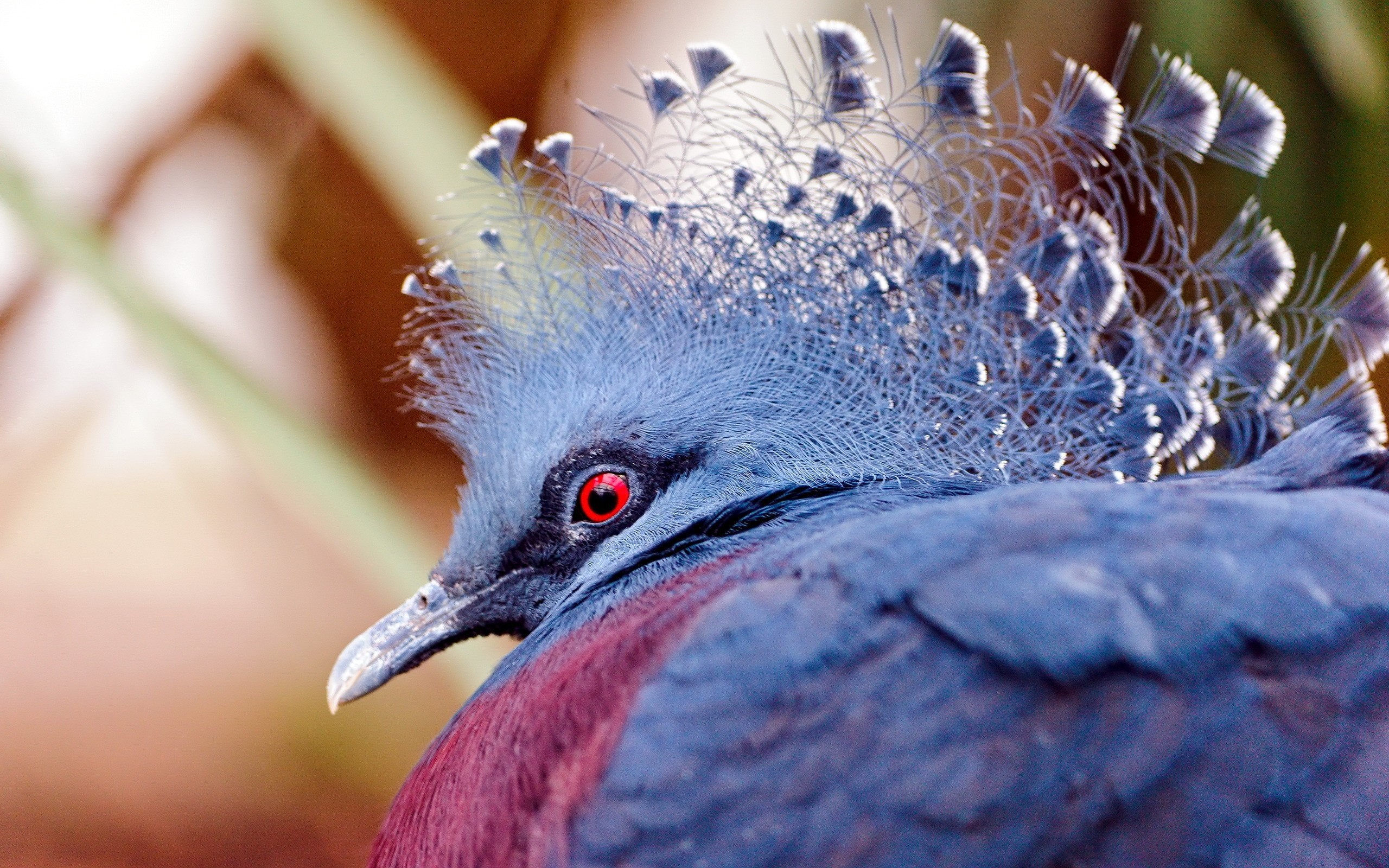 Wallpaper Peacock, Head, Beautiful, Bird - Most Beautiful Bird Background , HD Wallpaper & Backgrounds