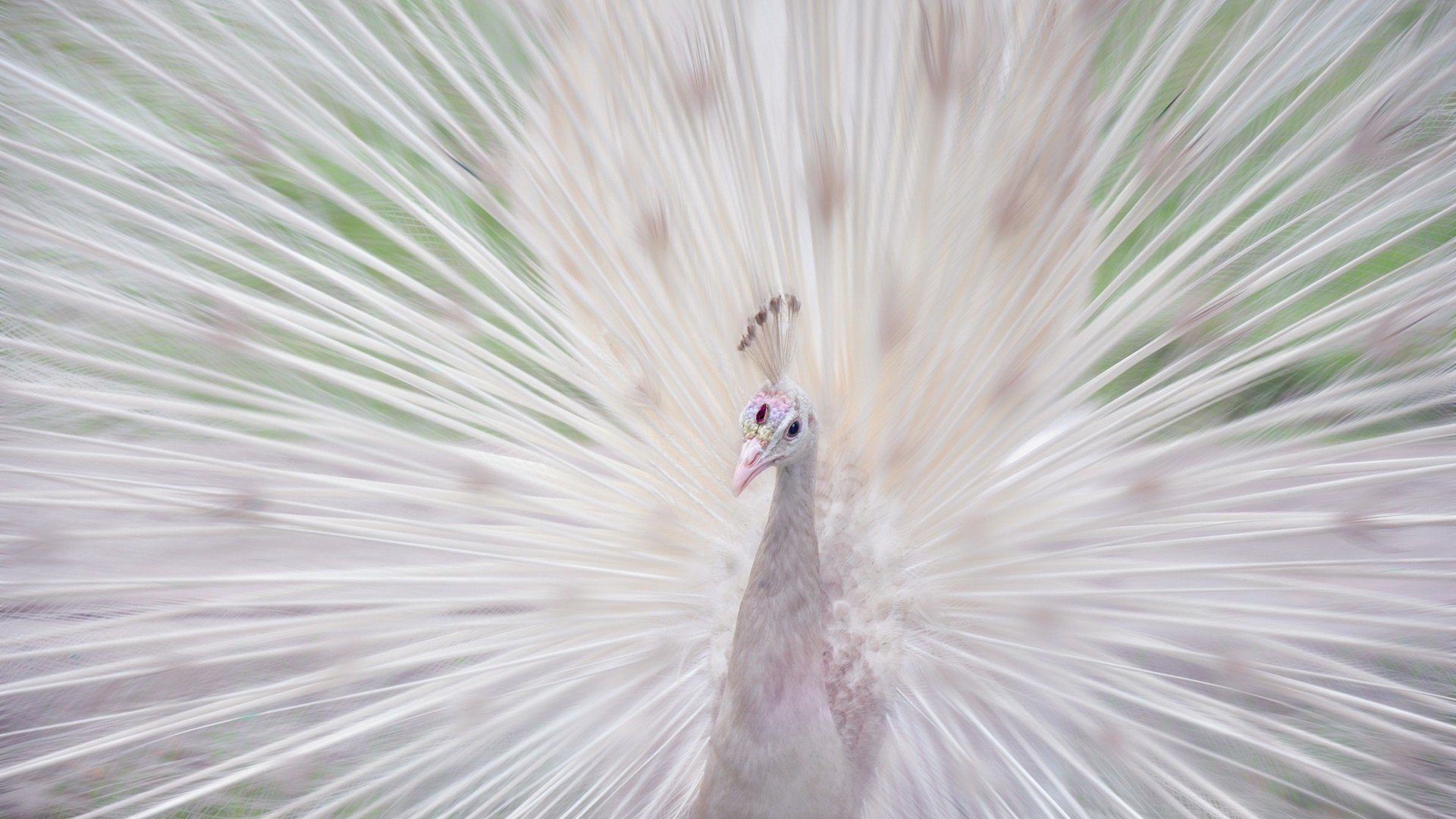 Download Full Hd Peacock Computer Wallpaper Id - Albino Animal , HD Wallpaper & Backgrounds