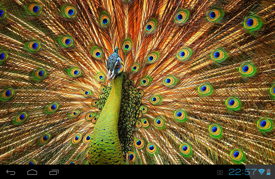 Dancing Peacock , HD Wallpaper & Backgrounds
