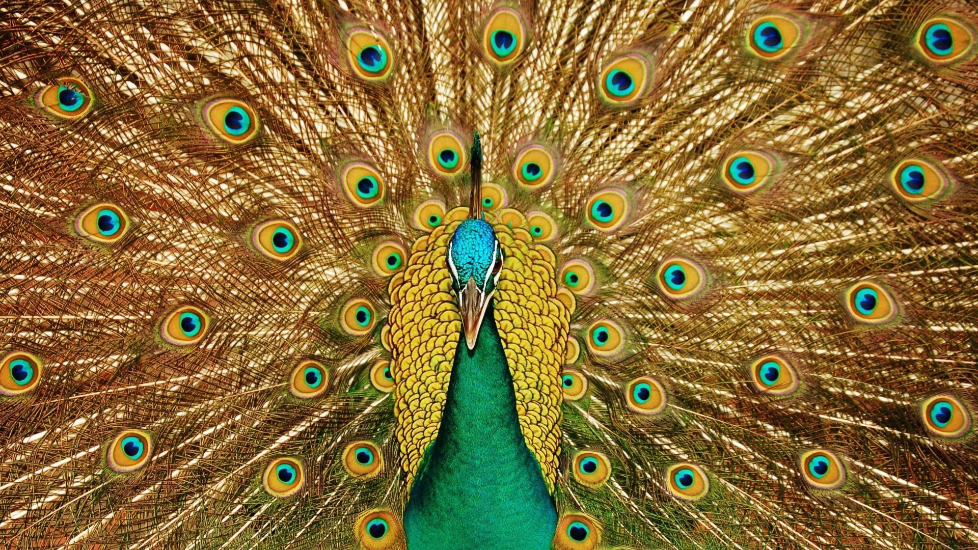 Peacock Hd Wallpapers 1080p , HD Wallpaper & Backgrounds
