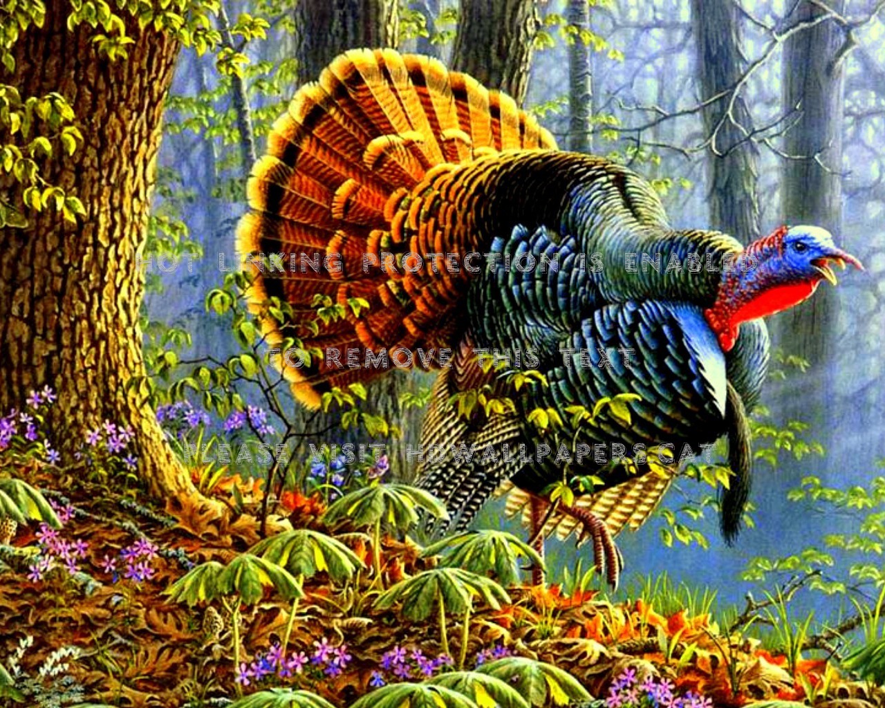 Turkey Bird , HD Wallpaper & Backgrounds