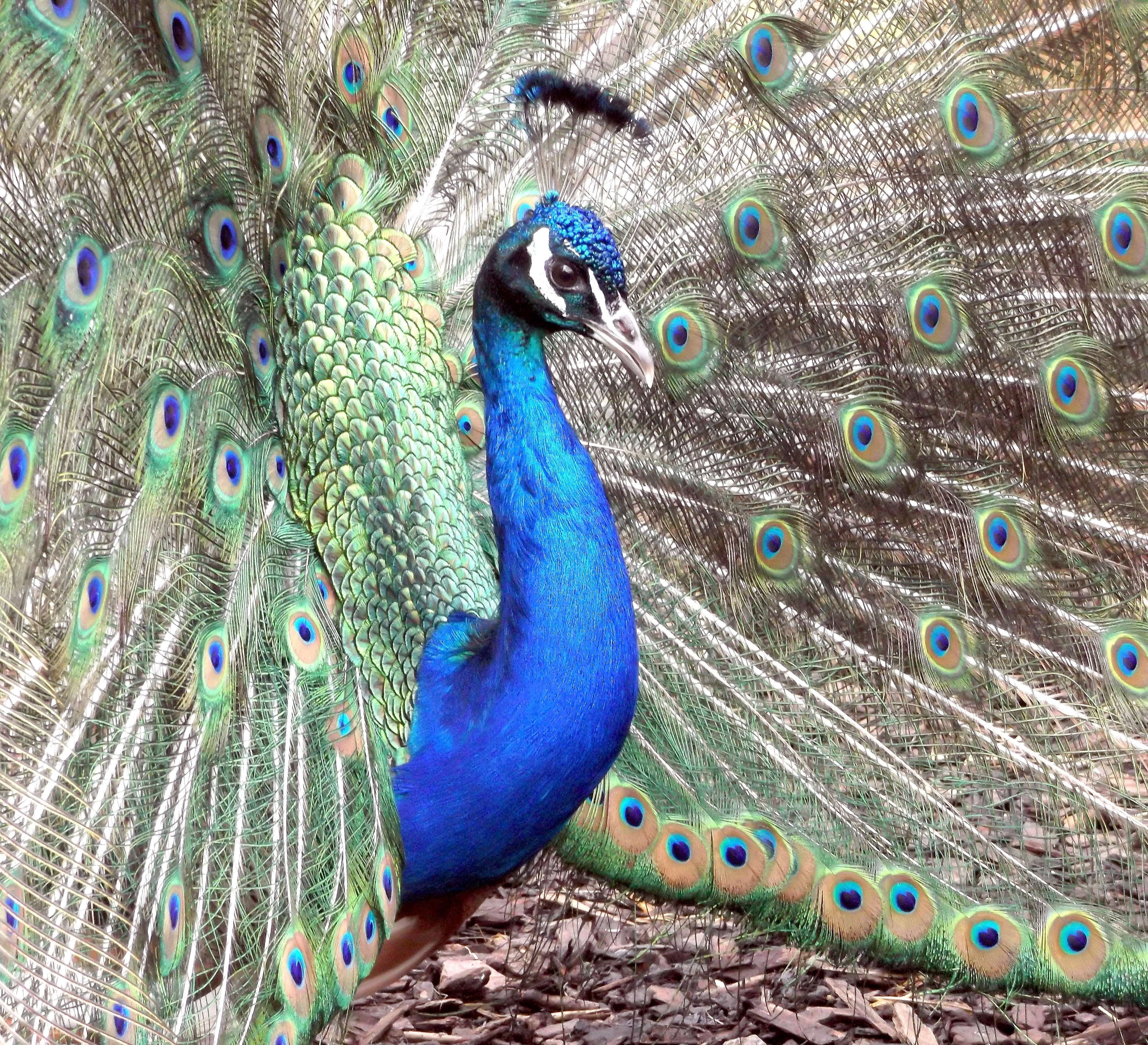 Animal, Beautiful, Bird, Fauna, Feathers, Peacock Wallpaper - State Animal Emblems , HD Wallpaper & Backgrounds
