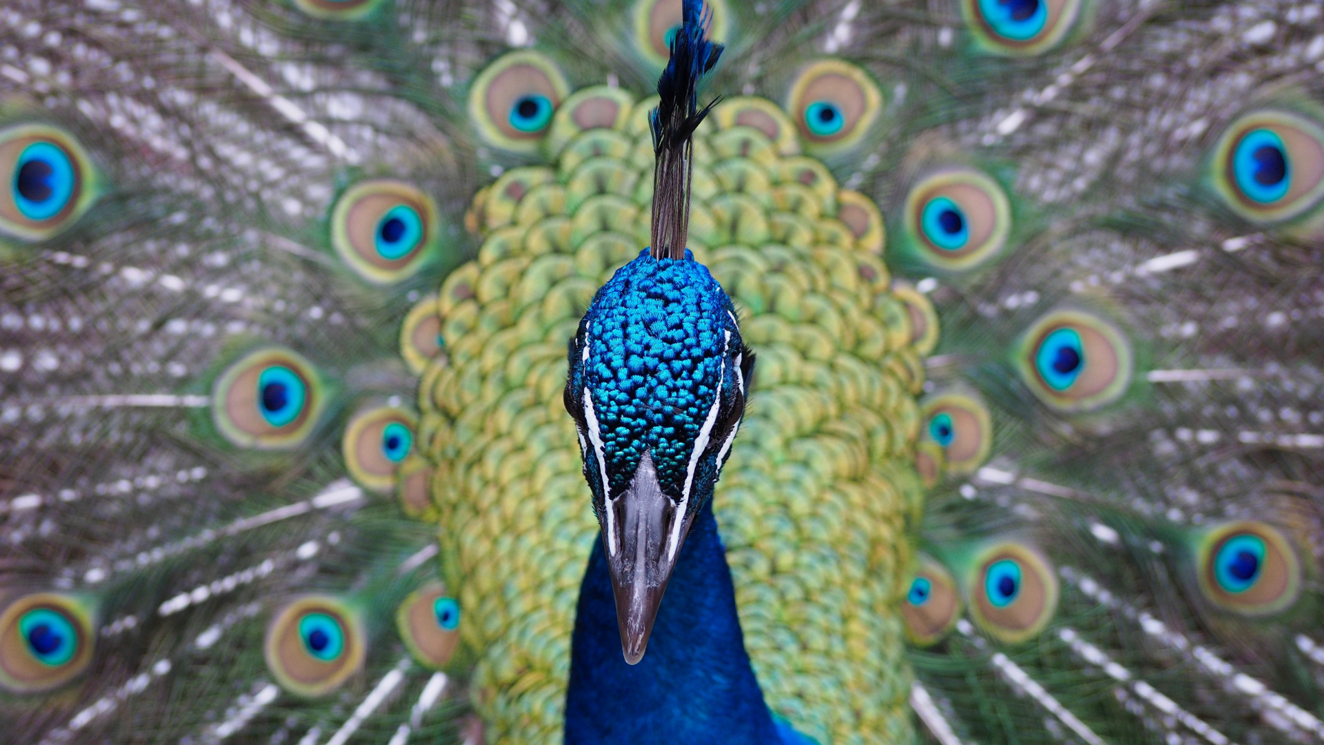 Wallpaper Peacock, Bird, Muzzle, Feathers - Pavo Real De Frente , HD Wallpaper & Backgrounds