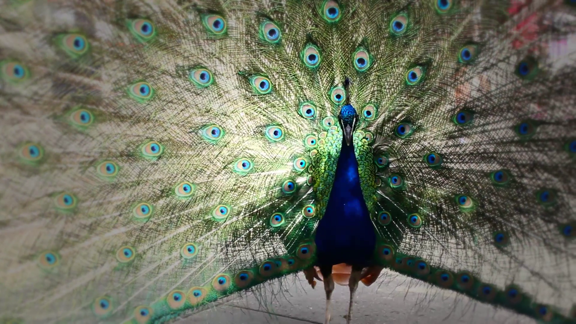 Peacock With Open Feathers, Hd Footage Stock Video - Peafowl , HD Wallpaper & Backgrounds