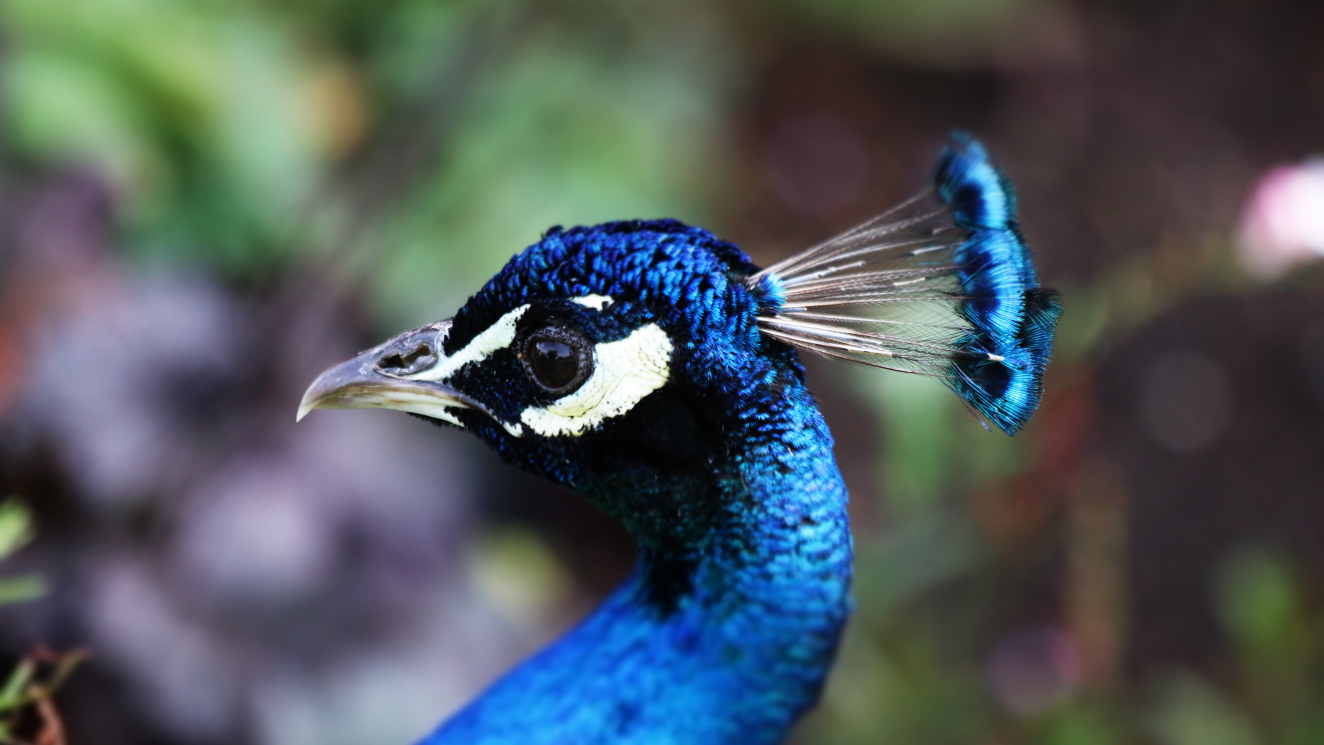 Wallpaper Peacock, Beautiful Head, Blue Bird - Peafowl , HD Wallpaper & Backgrounds