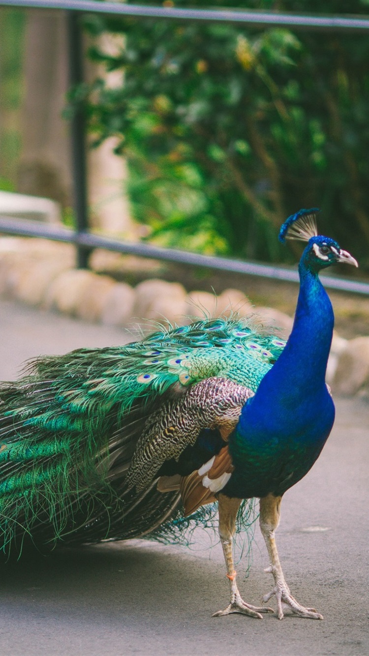 More Peacock , HD Wallpaper & Backgrounds
