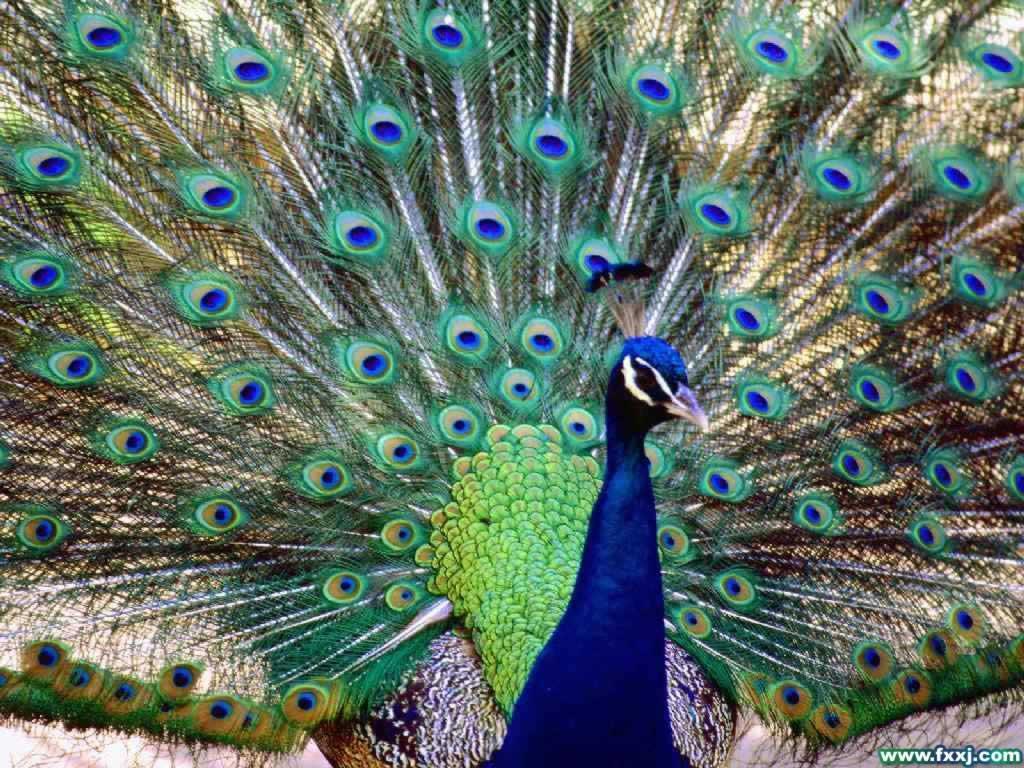 The Animal Kingdom Images Pretty Peacock Hd Wallpaper - 孔雀 图片 , HD Wallpaper & Backgrounds