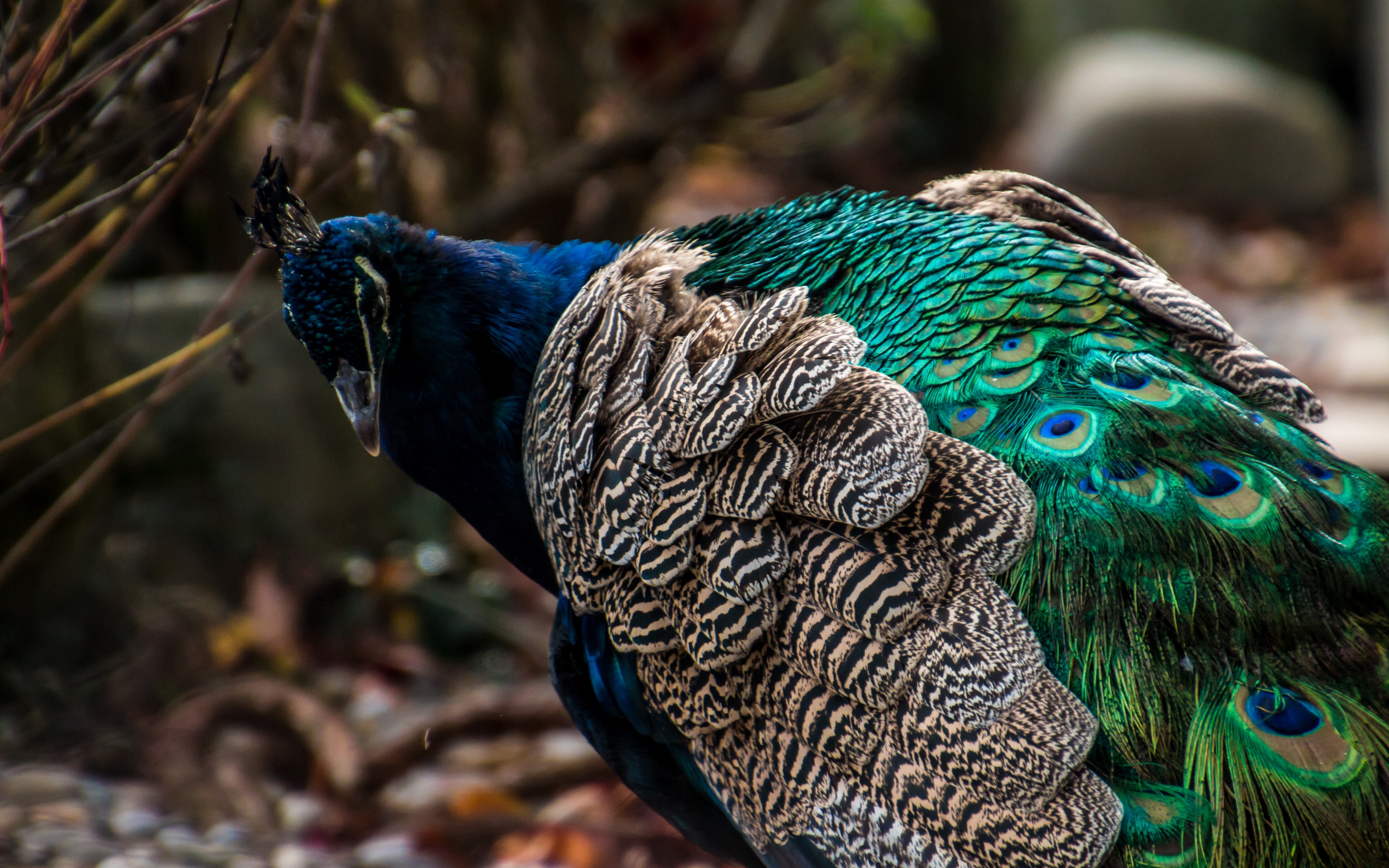 Related Wallpapers Peacock, Bird - Peacock Images 4k Hd , HD Wallpaper & Backgrounds