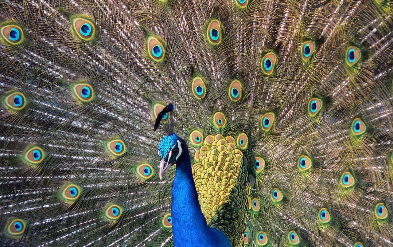 Beautiful Peacock Wallpapers - Bird With 100 Eyes , HD Wallpaper & Backgrounds