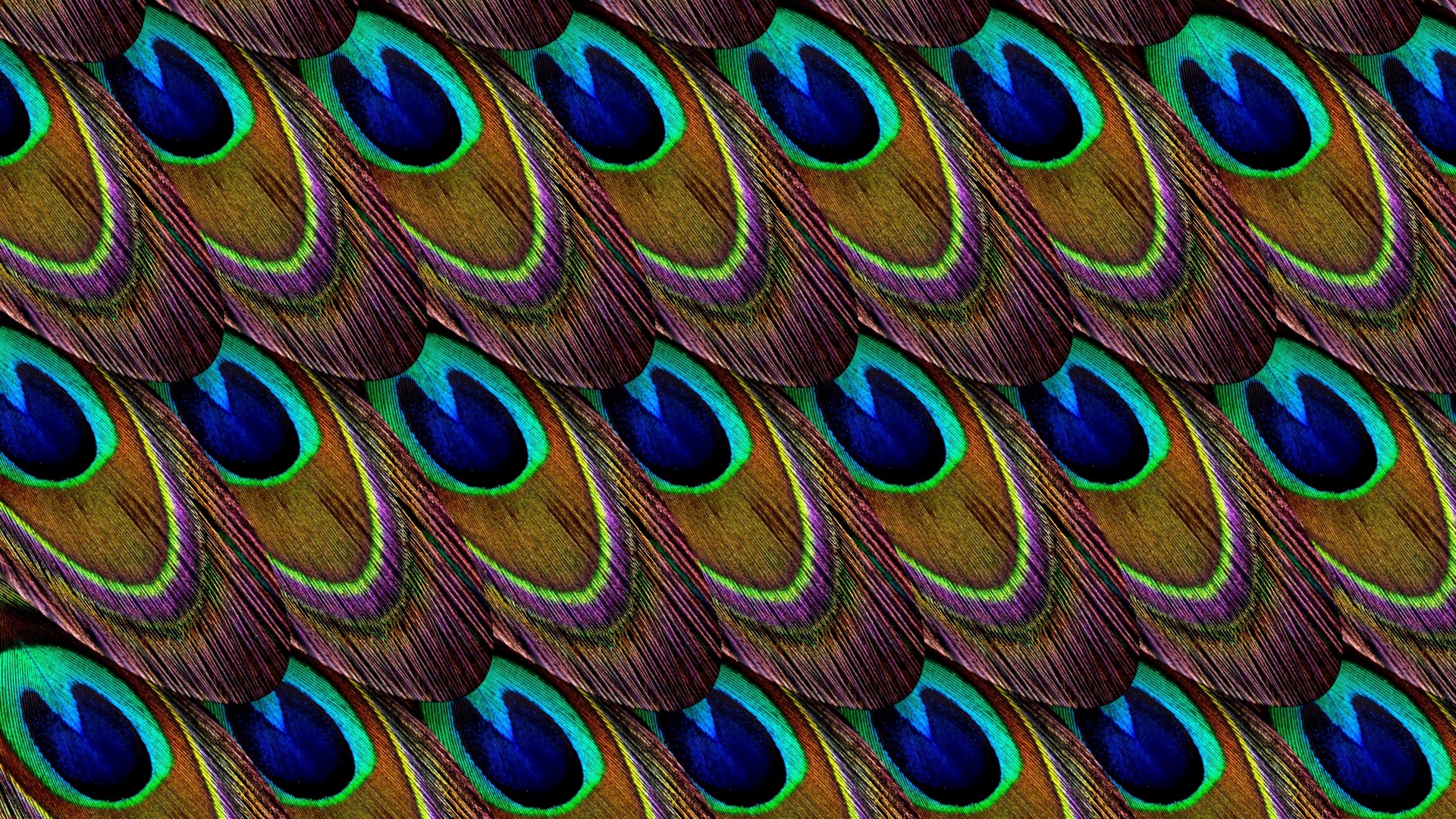Wallpaper Feathers, Peacock, Patterns, Texture - Peafowl , HD Wallpaper & Backgrounds