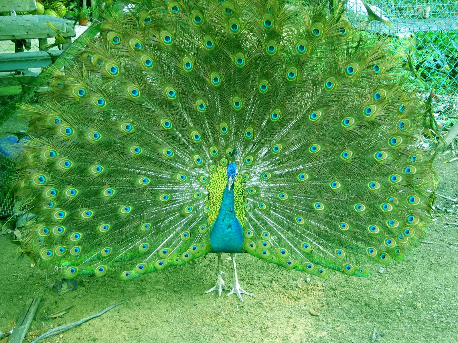 Beautiful Peacock Wallpapers Hd Full Hd Wallpapers - Peacock Drawing With Colour , HD Wallpaper & Backgrounds