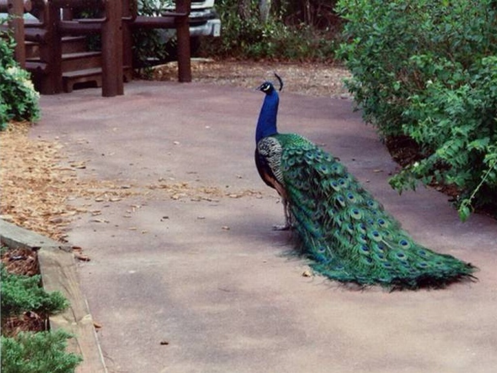 Beautiful Peacock Hd Wallpapersbeautiful Peacock Hd - Beautiful Peacock Pic Download , HD Wallpaper & Backgrounds