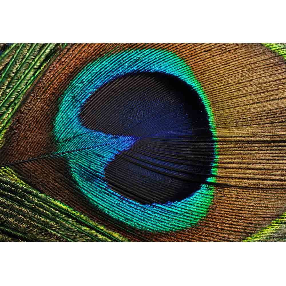 Amazon - Com - Wall26 - Beautiful Peacock Feather, - Macro Photography , HD Wallpaper & Backgrounds