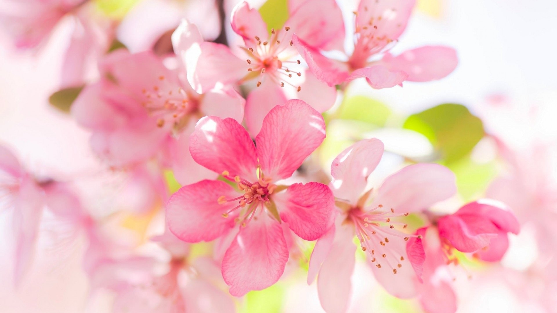 Apple Blossom Wallpaper - Flower Apple Wallpaper Hd , HD Wallpaper & Backgrounds