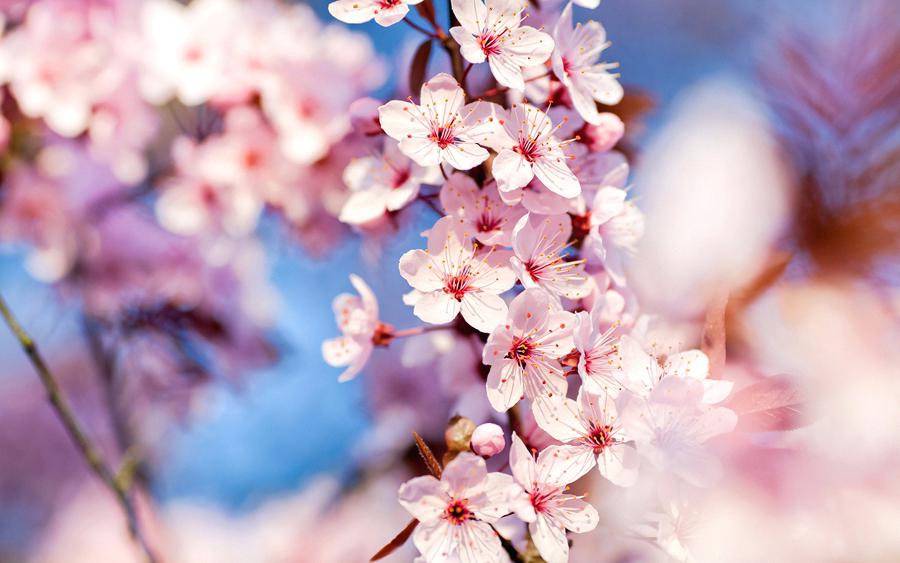 Cherry Blossom Wallpaper Cherry Blossom Wallpaper By - Desktop Wallpaper Cherry Blossom Hd , HD Wallpaper & Backgrounds