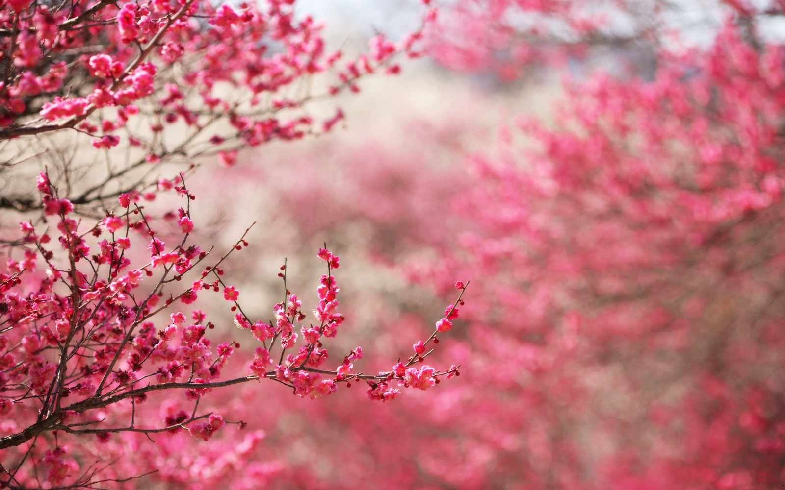 Cherry Blossoms Sakura Hd Wallpapers - Cherry Blossom Hd , HD Wallpaper & Backgrounds