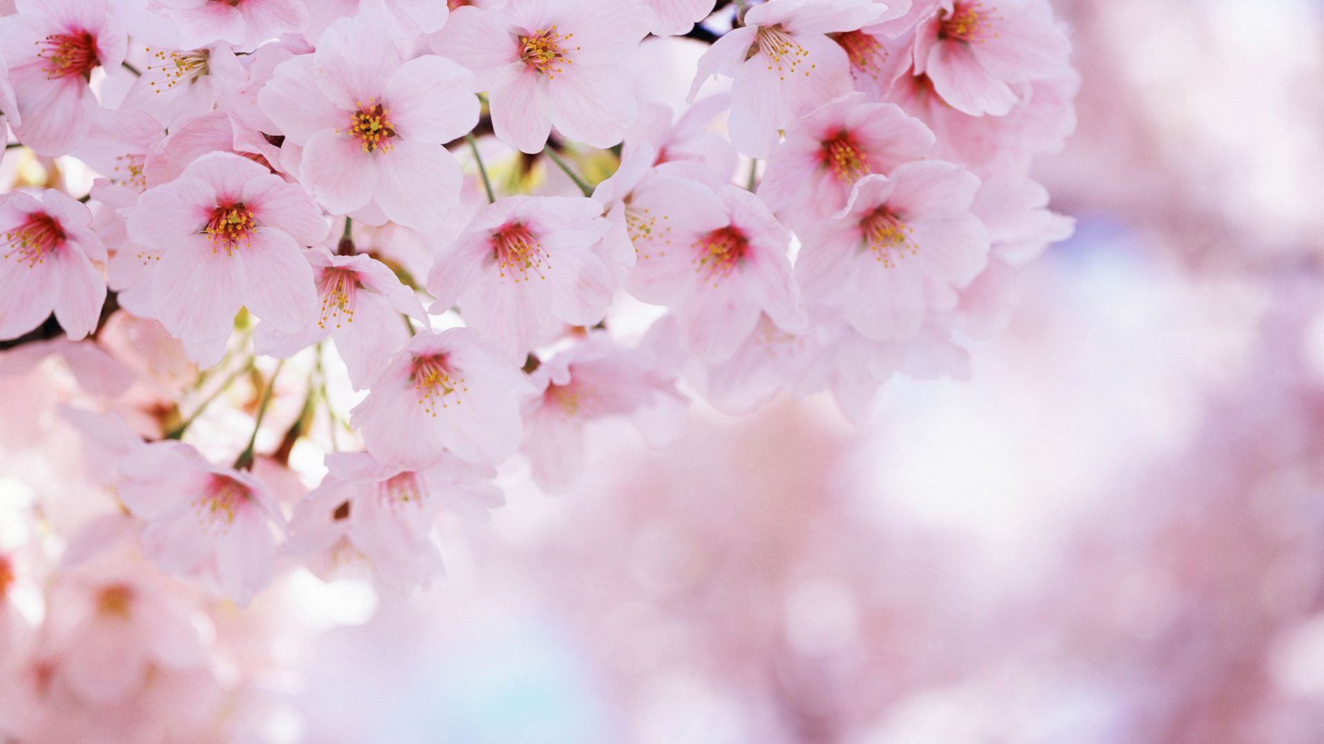 Pink Blossom Wallpaper Pink Cherry Blossom Wallpaper - Pink Cherry Blossom Wallpaper Hd , HD Wallpaper & Backgrounds