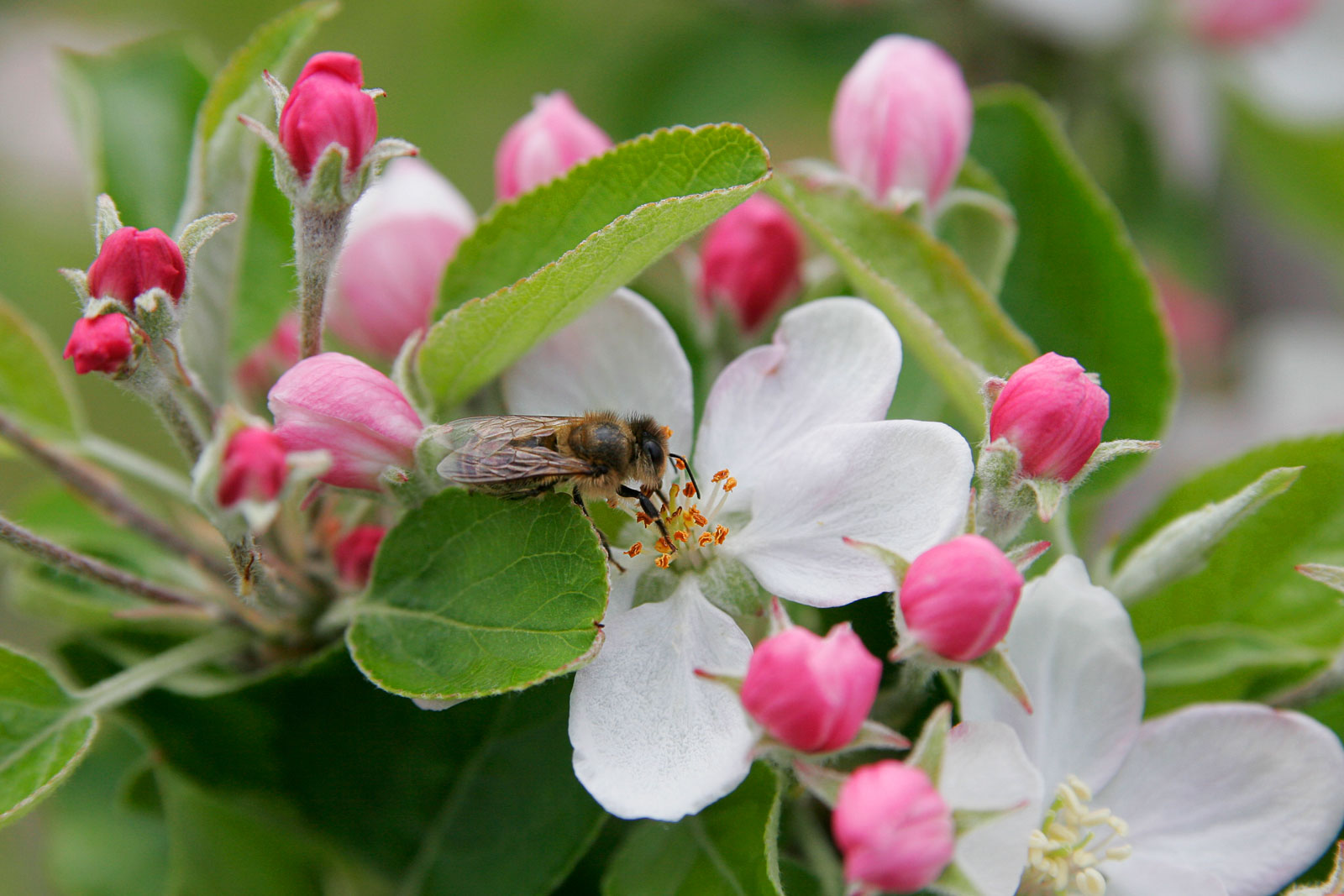 Apple Blossom Flowers - Bee On Apple Blossom , HD Wallpaper & Backgrounds
