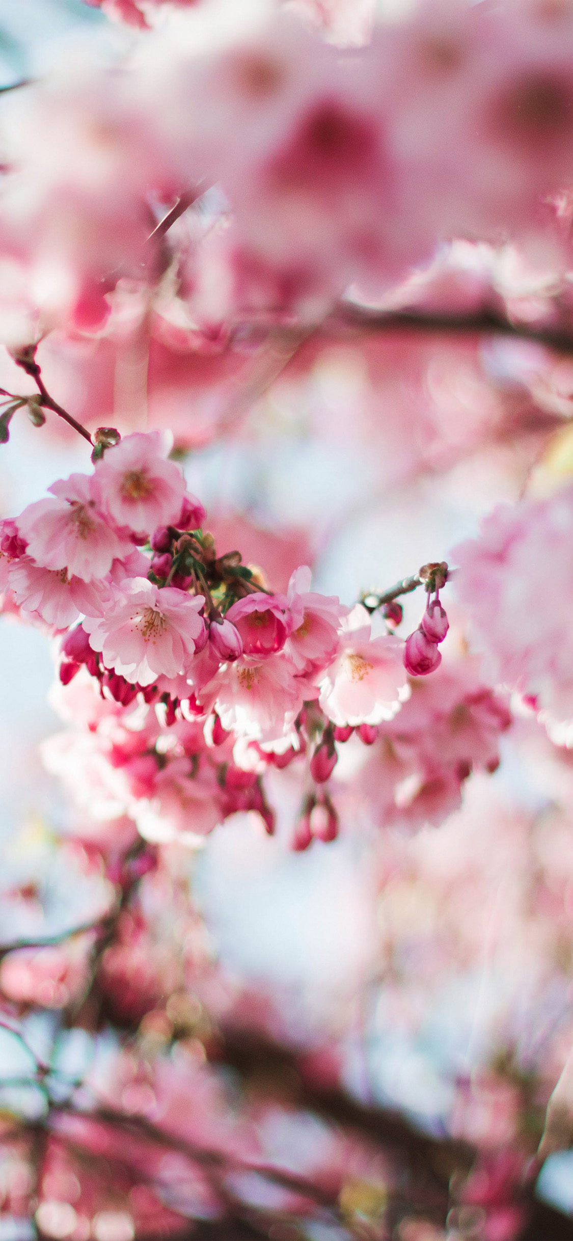 Iphone X - Iphone X Wallpaper Cherry Blossom , HD Wallpaper & Backgrounds