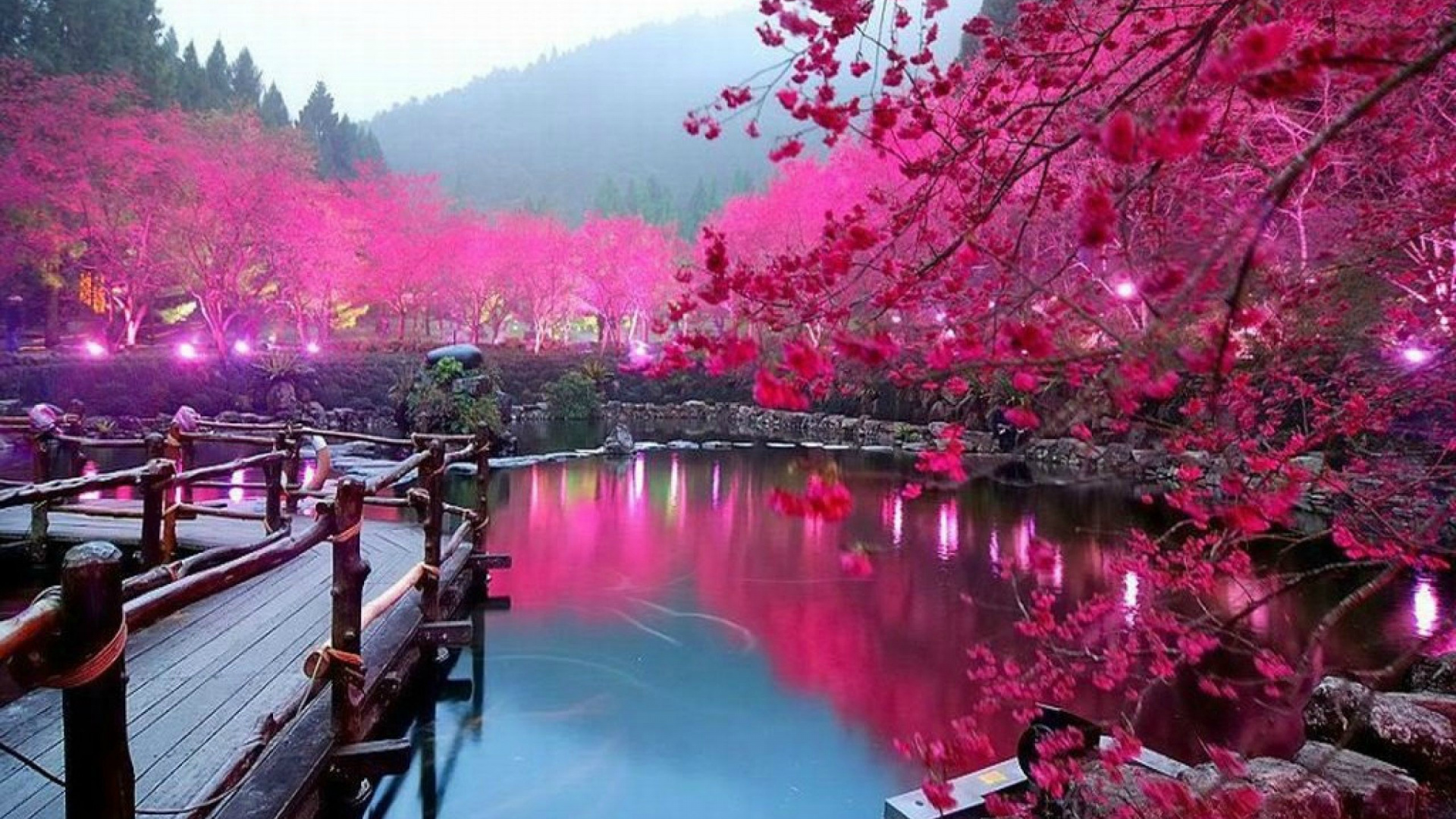 Download Travel, Reflection, Flower, Hanami, Cherry Blossom - Cherry