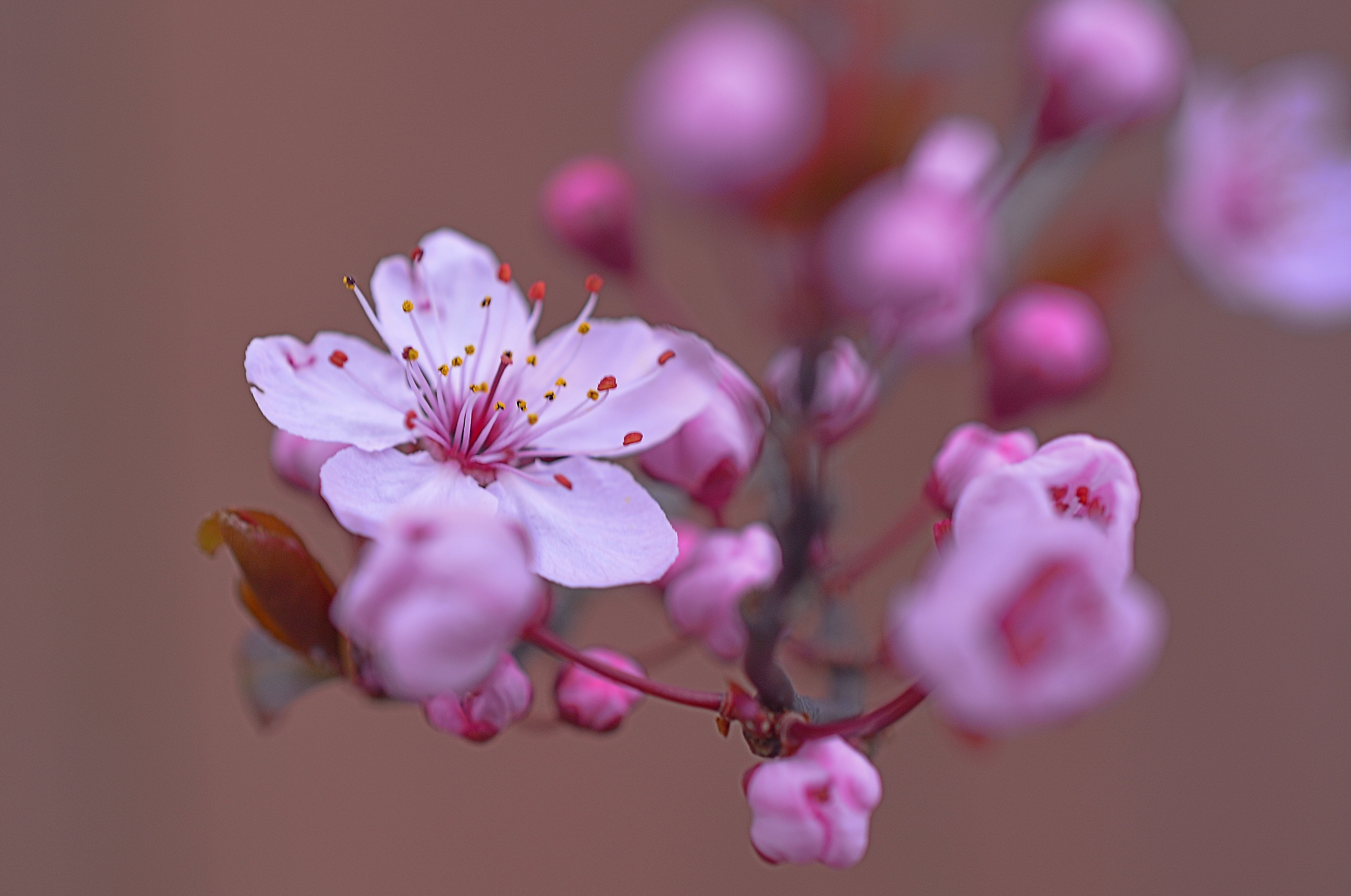 Selective Focus Photography Of Pink And White Apple - Poezi Per Burrin Tim Te Dashur , HD Wallpaper & Backgrounds