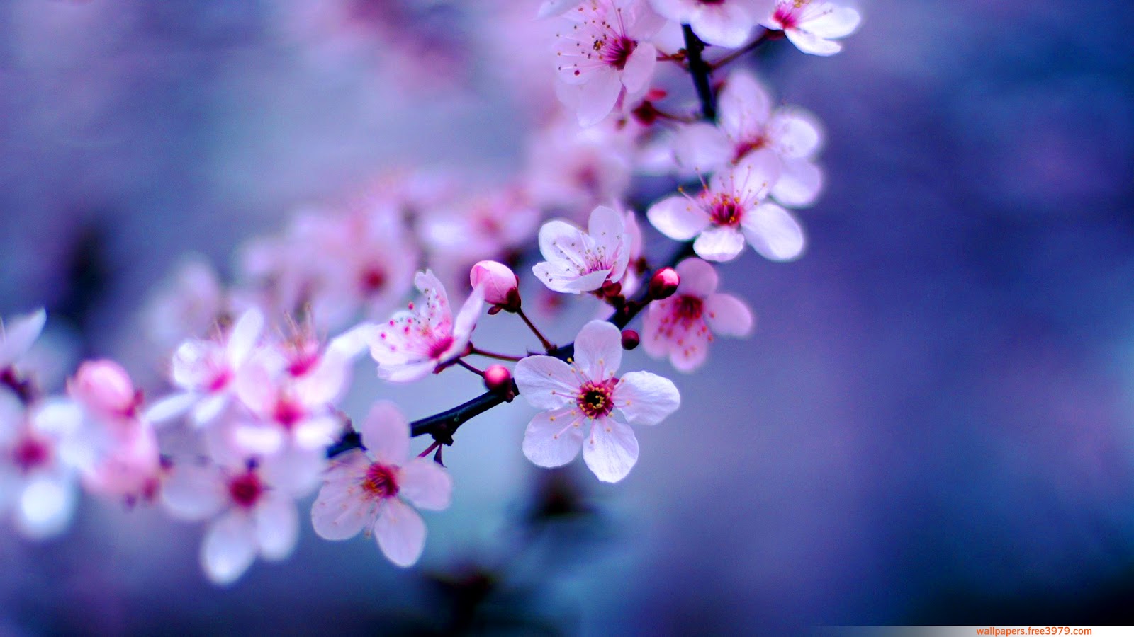 Apple Blossom Wallpaper - Flower Japanese Cherry Blossom , HD Wallpaper & Backgrounds