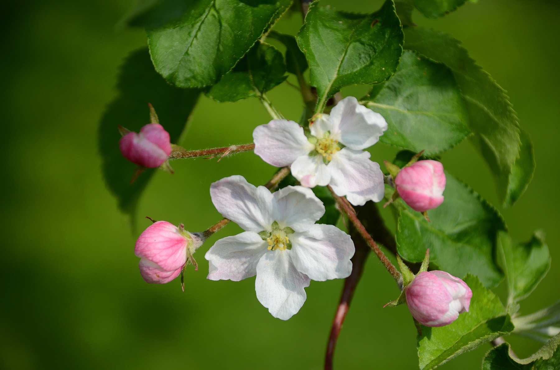 Opened The Apple Tree Flowers - Apple Tree With Flower , HD Wallpaper & Backgrounds