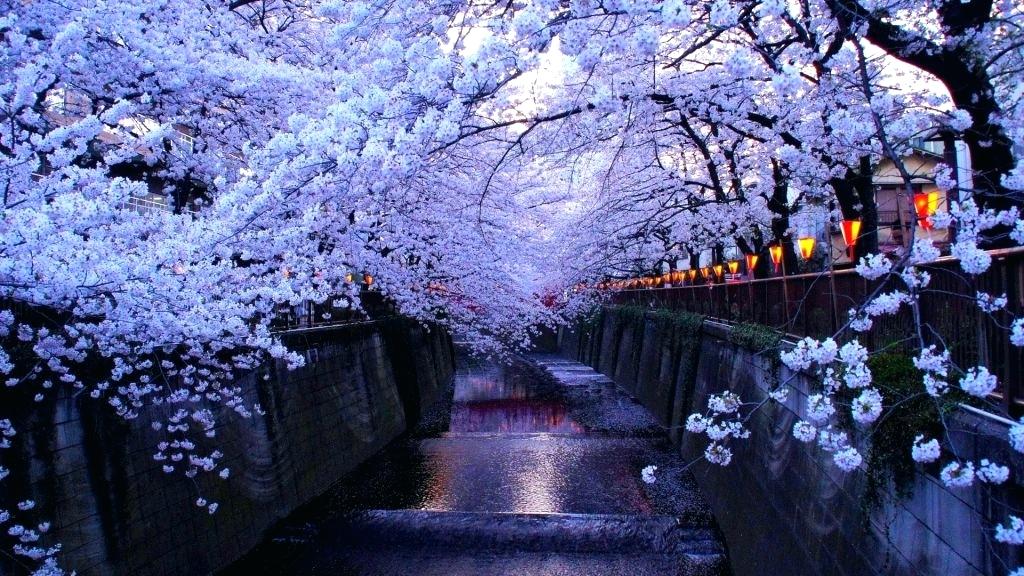 Featured image of post Aesthetic Cherry Blossom Wallpaper Hd