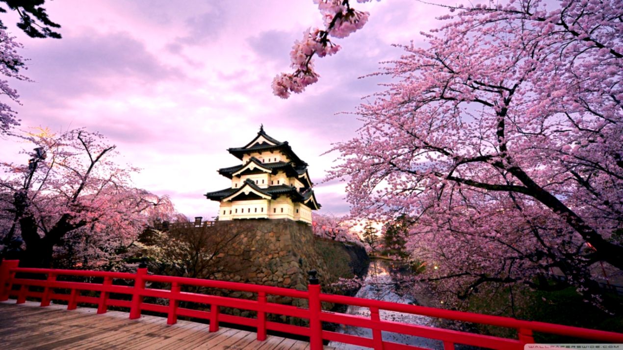 Cherry Blossoms Japan ❤ 4k Hd Desktop Wallpaper For - Hirosaki Castle , HD Wallpaper & Backgrounds