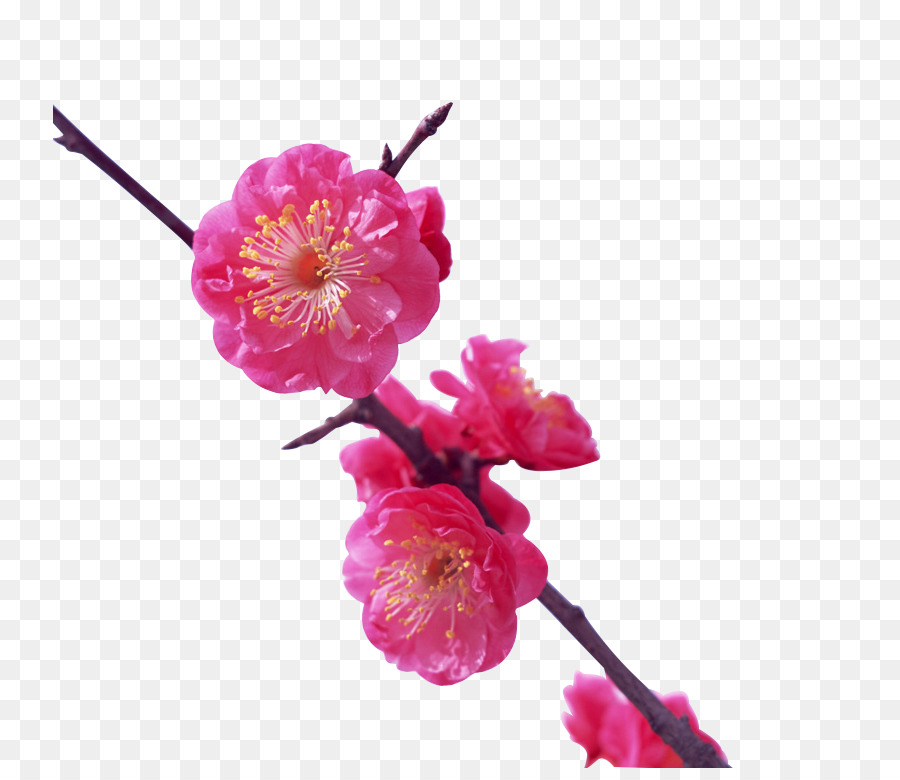 Japan, Plum Blossom, Flower, Pink, Plant Png - Famous Japanese Flowers , HD Wallpaper & Backgrounds