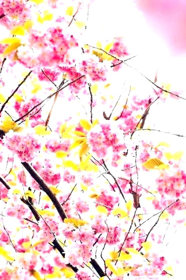 Cherry Blossoms Wallpaper Cherry Tree Wallpaper Cherry - Japanese Cherry Blossom Tree Hd , HD Wallpaper & Backgrounds