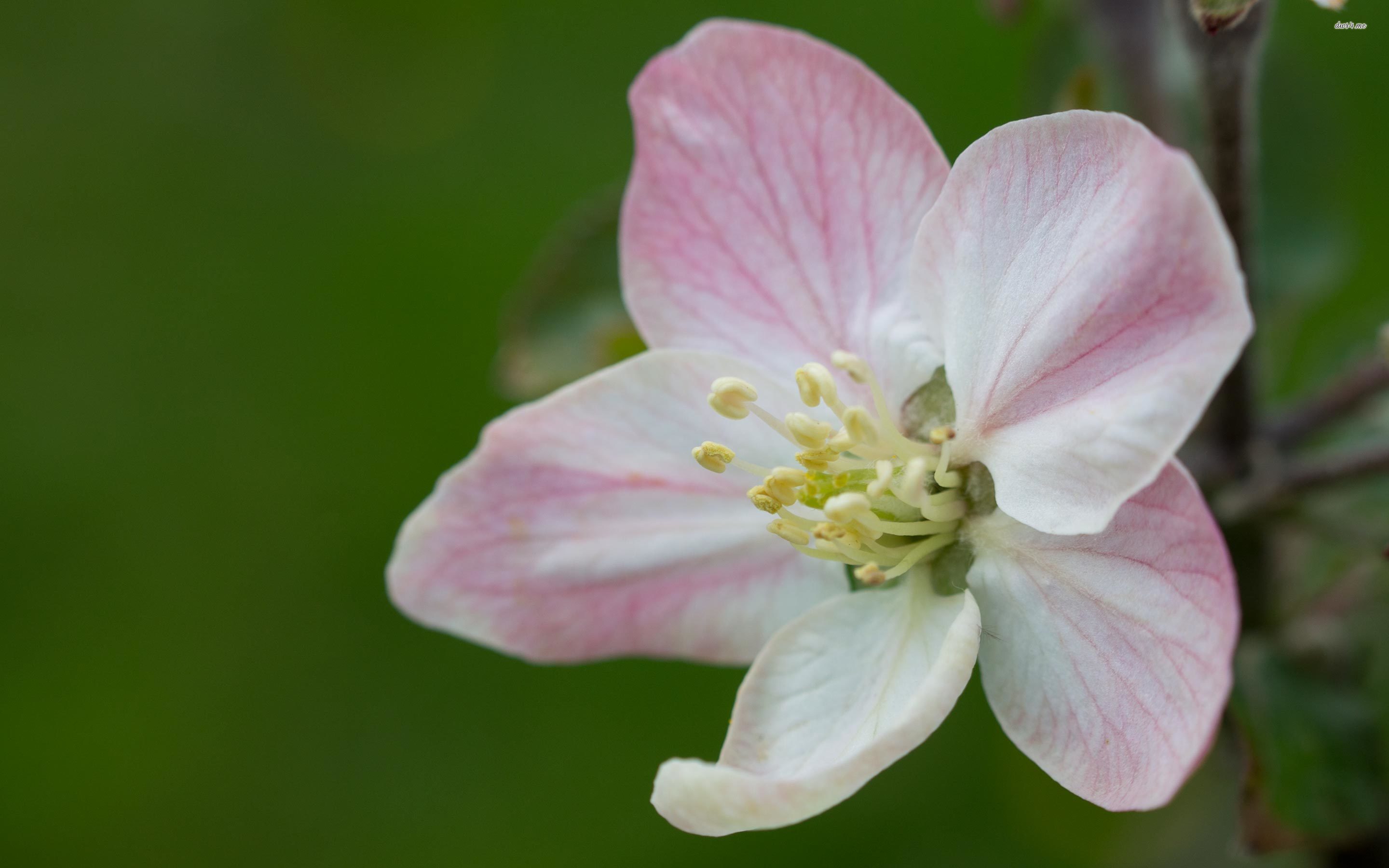 Pale Pink Apple Blossom Wallpaper Flowering Dogwood (1918280) HD